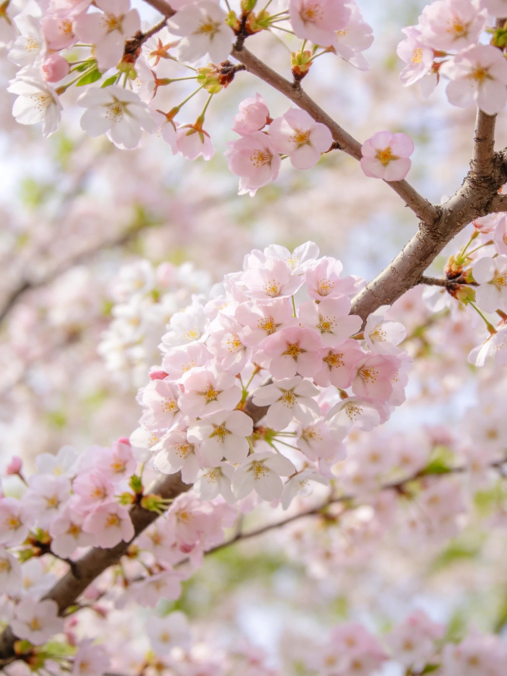 Delicate pink and white cherry blossom clusters on brown branches