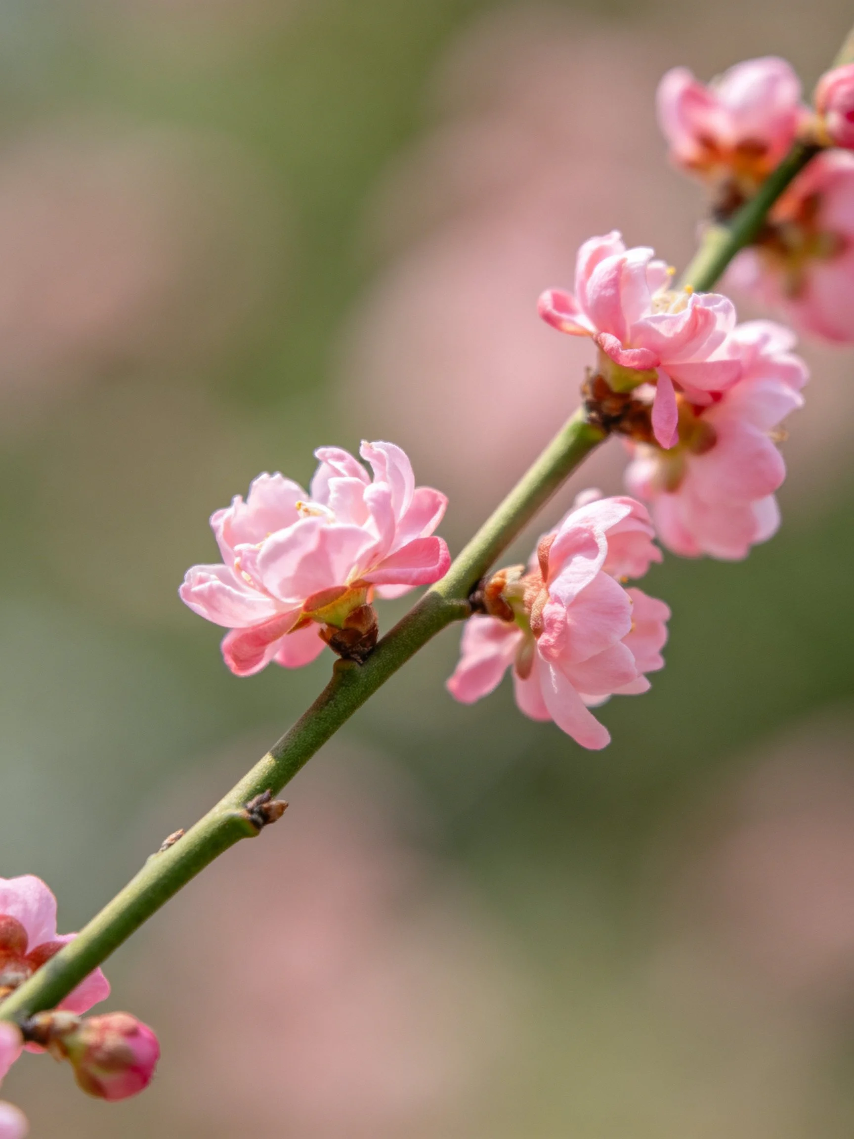 Delicate pink blossoms adorn a slender green branch