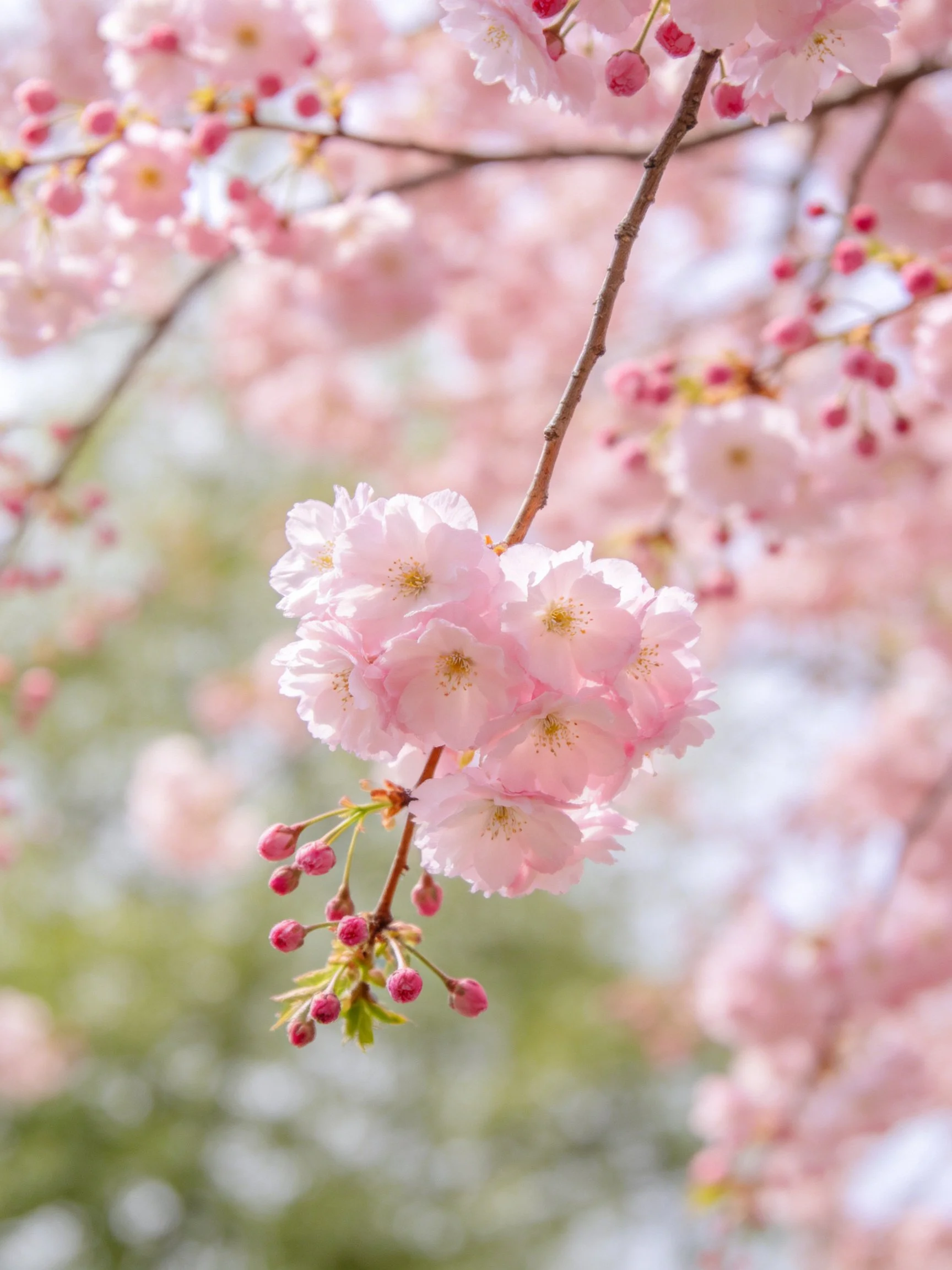 Delicate pink cherry blossom clusters on slender branches