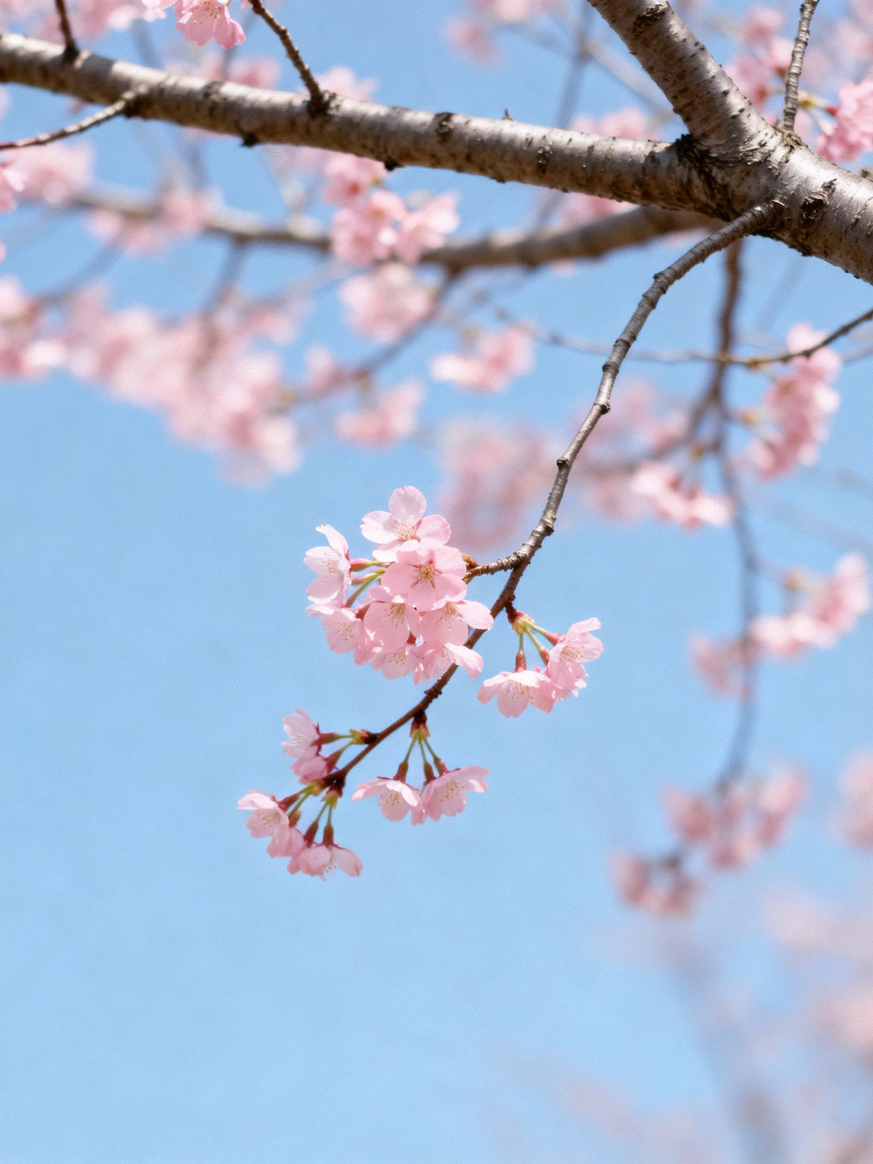 Delicate pink cherry blossoms on slender branches beneath clear blue sky