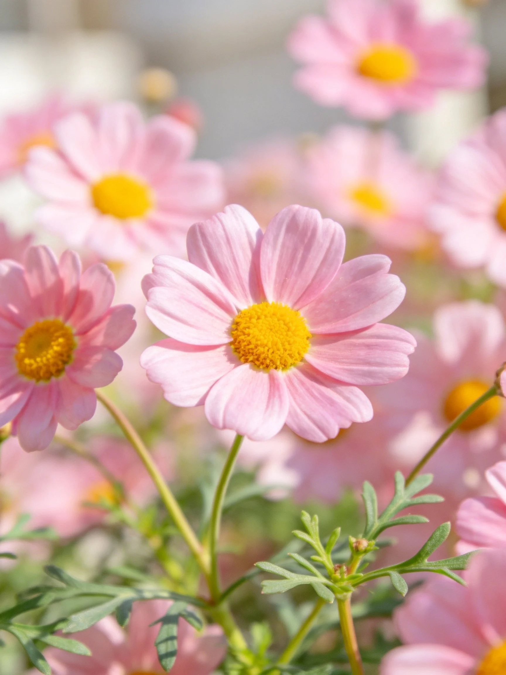 Delicate pink cosmos flowers with yellow centers and green foliage