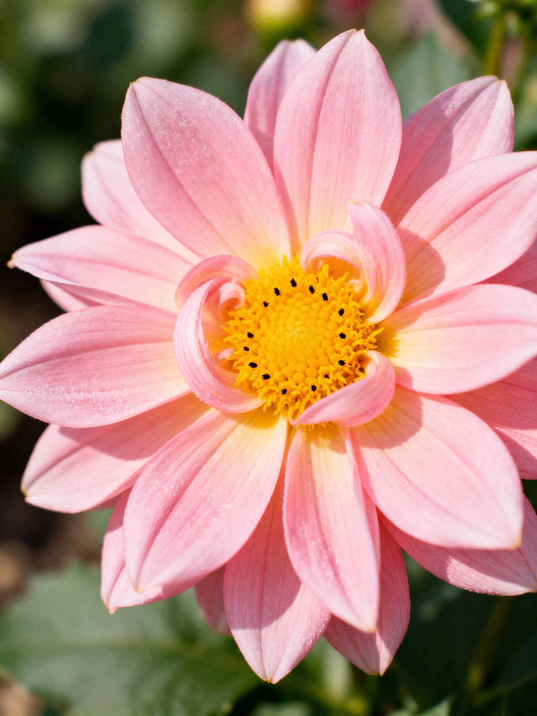 Delicate pink dahlia with vibrant yellow center