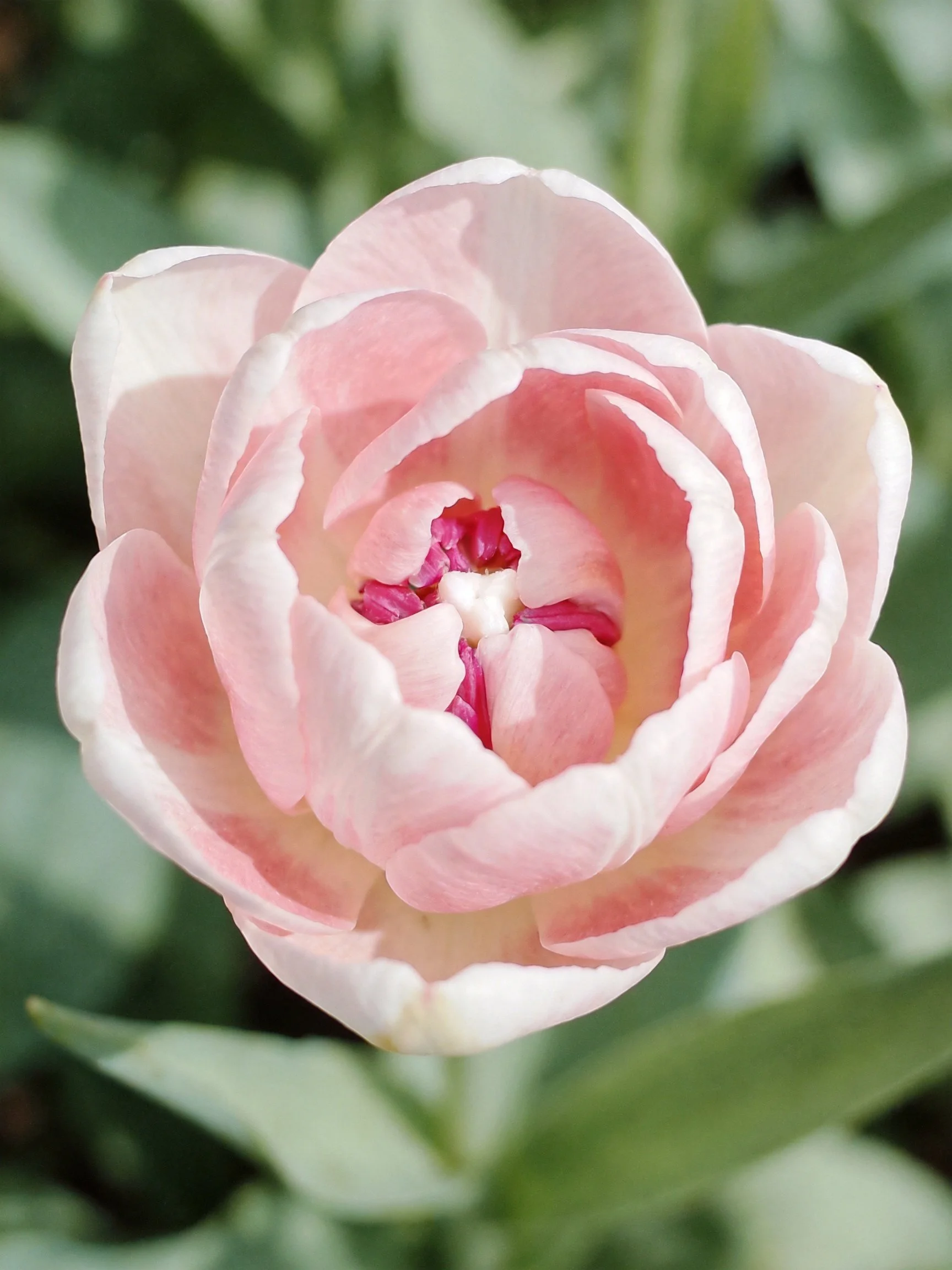 Delicate pink double tulip with layered petals