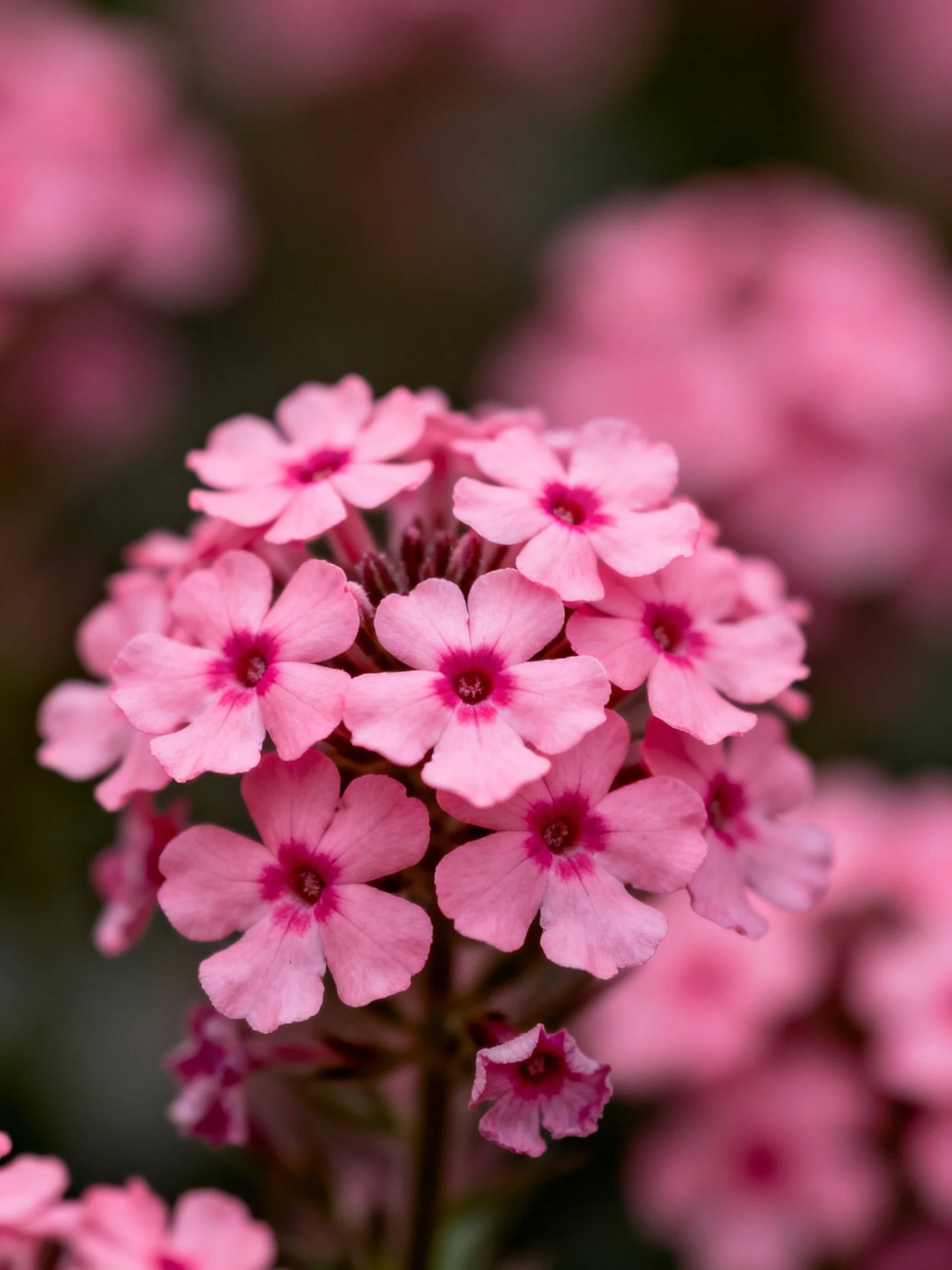 Delicate pink flower cluster with dark centers