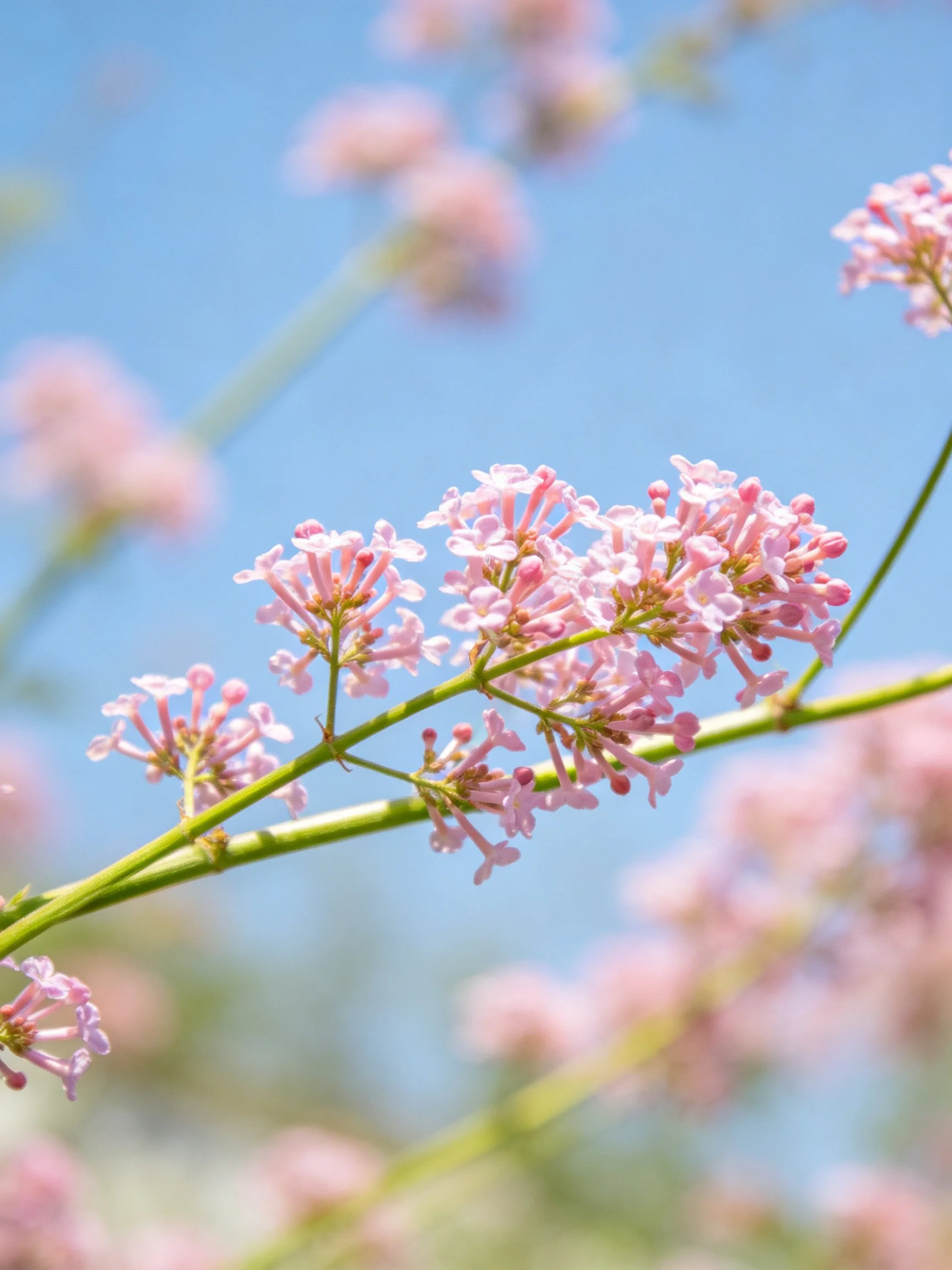 Delicate pink flower clusters bloom on slender green stems under bright blue sky
