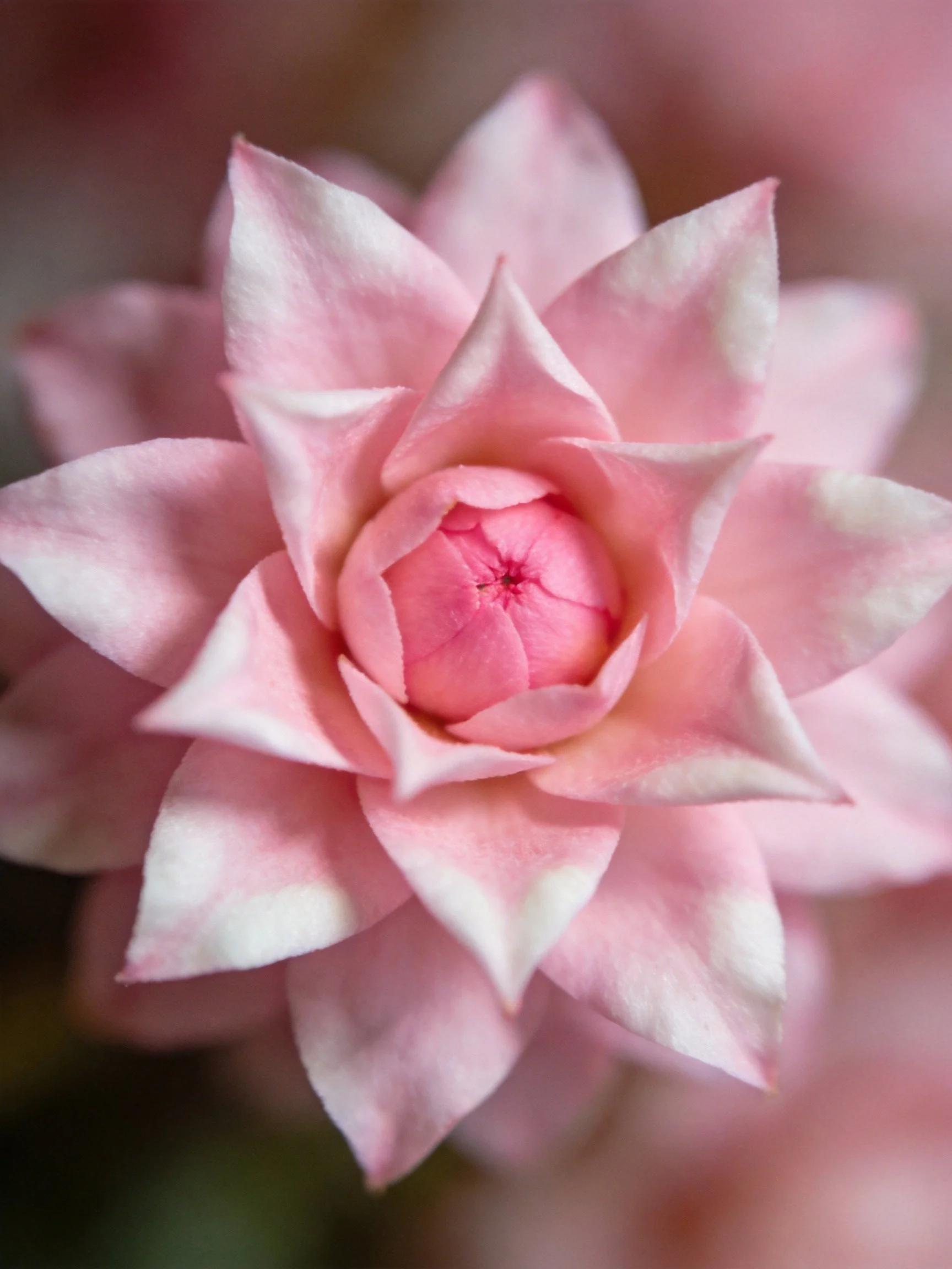 Delicate pink flower with layered petals and soft focus