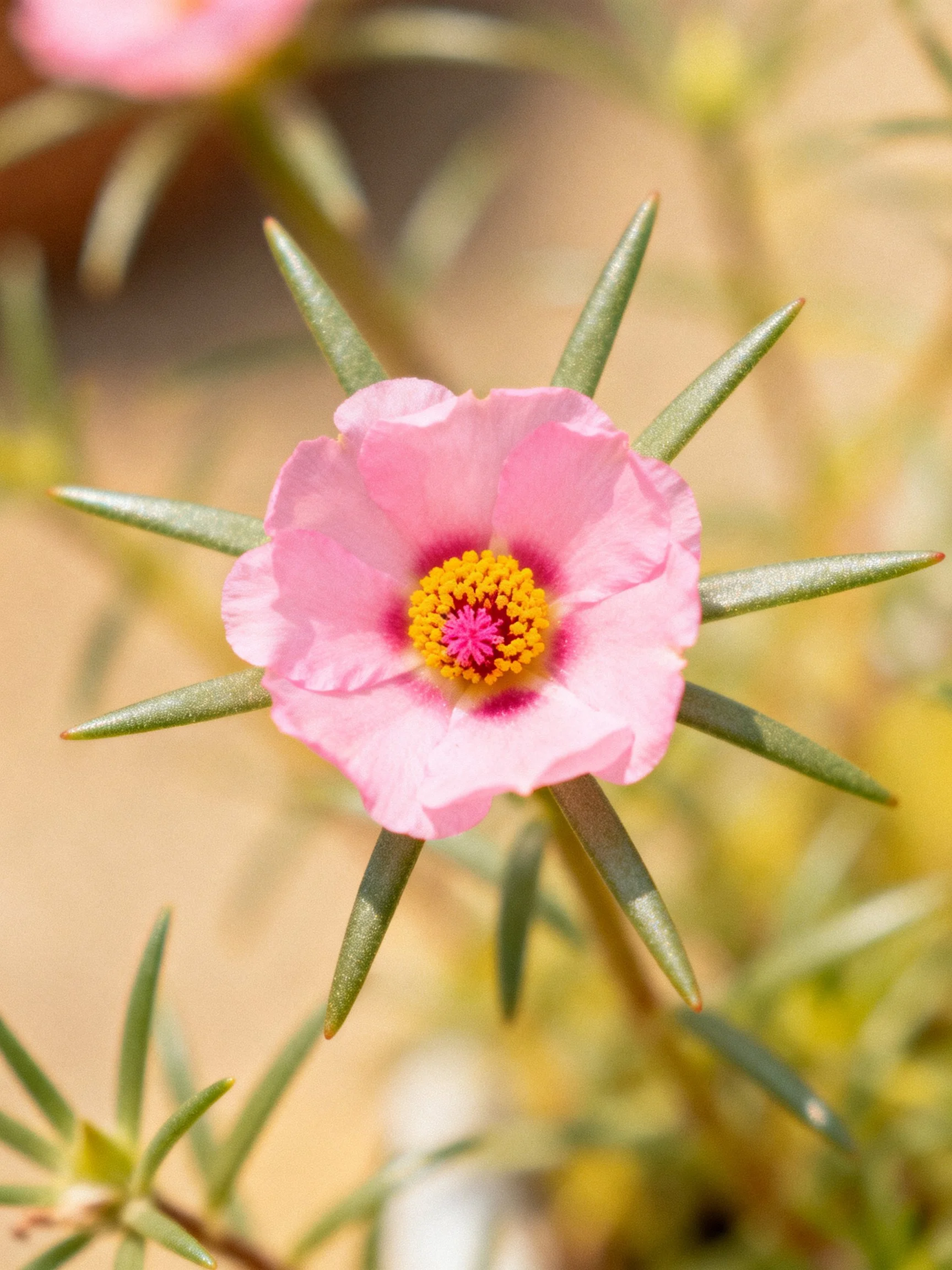 Delicate pink flower with yellow center and green spiky leaves