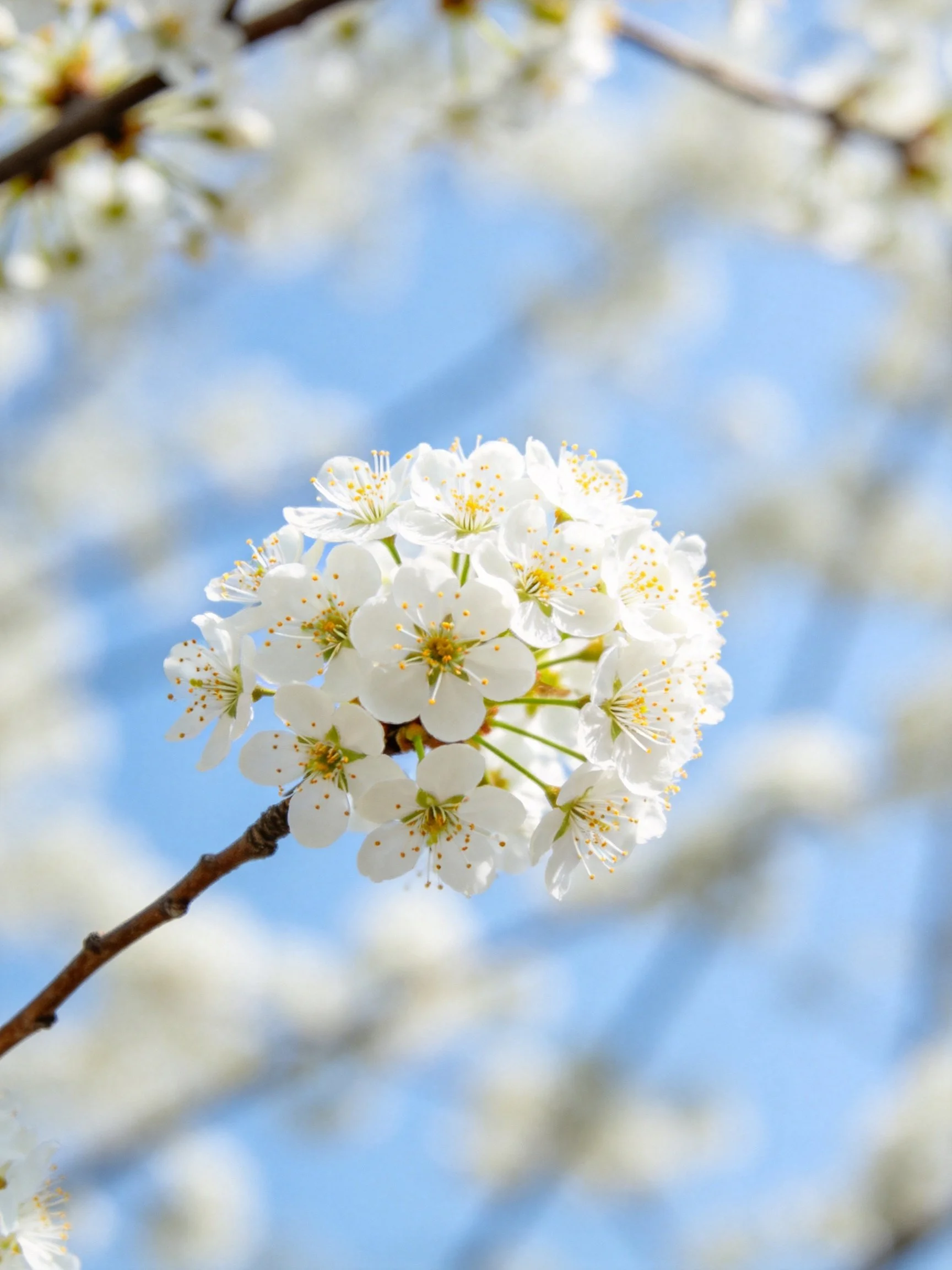 Delicate white cherry blossom cluster on a brown branch