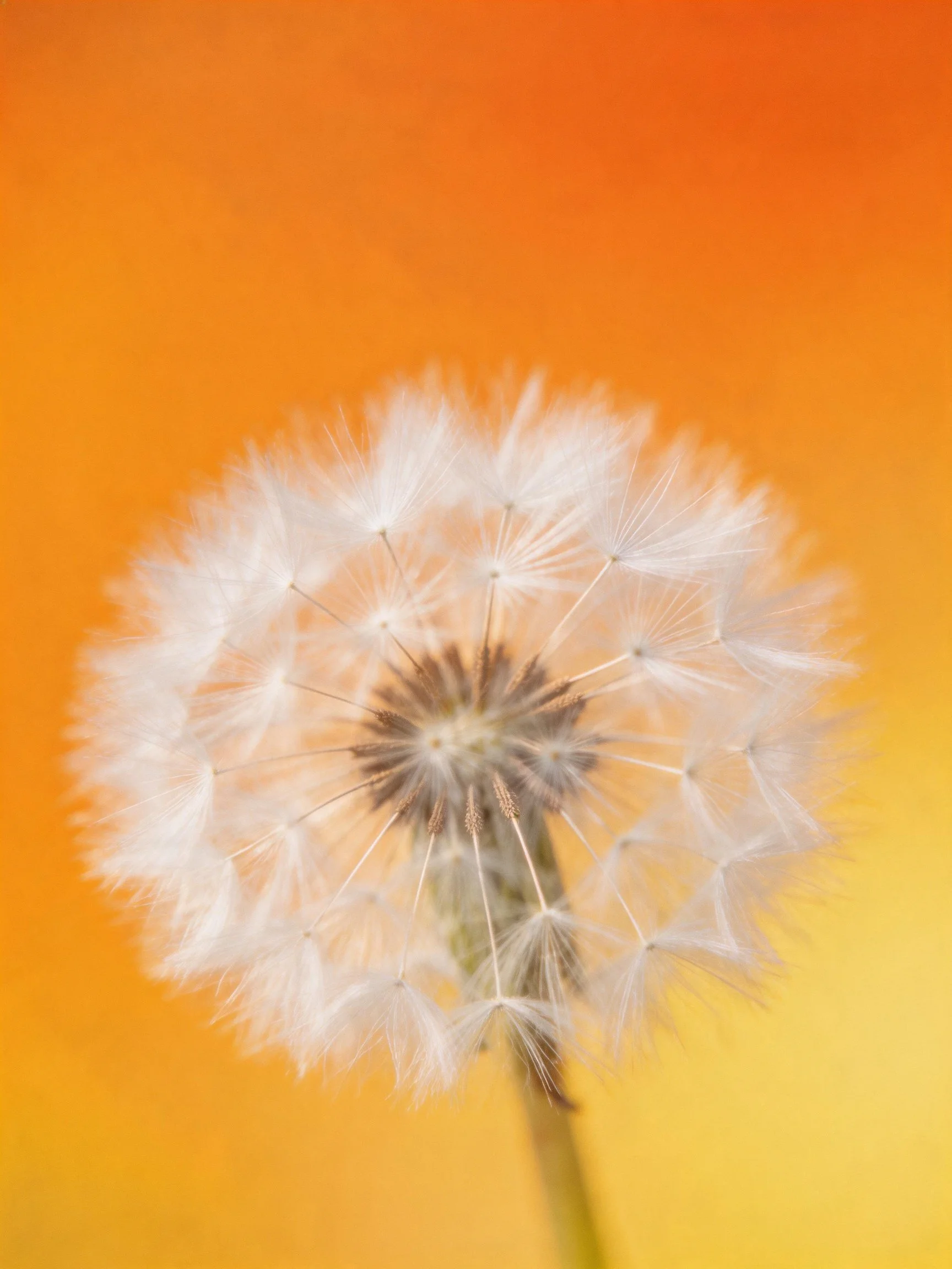 Delicate white dandelion seed head against orange-yellow backdrop