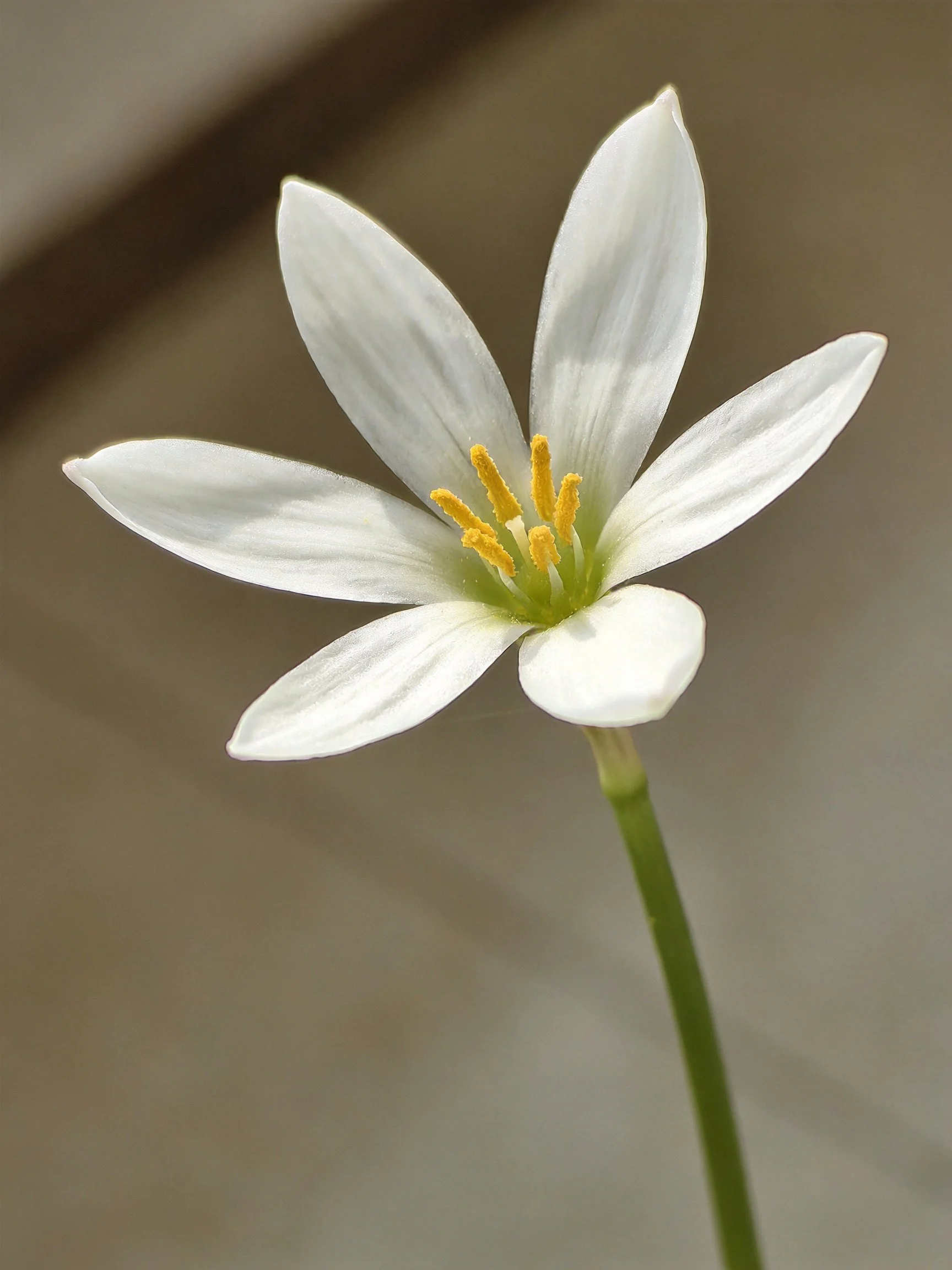 Delicate white flower with yellow stamens and slender green stem