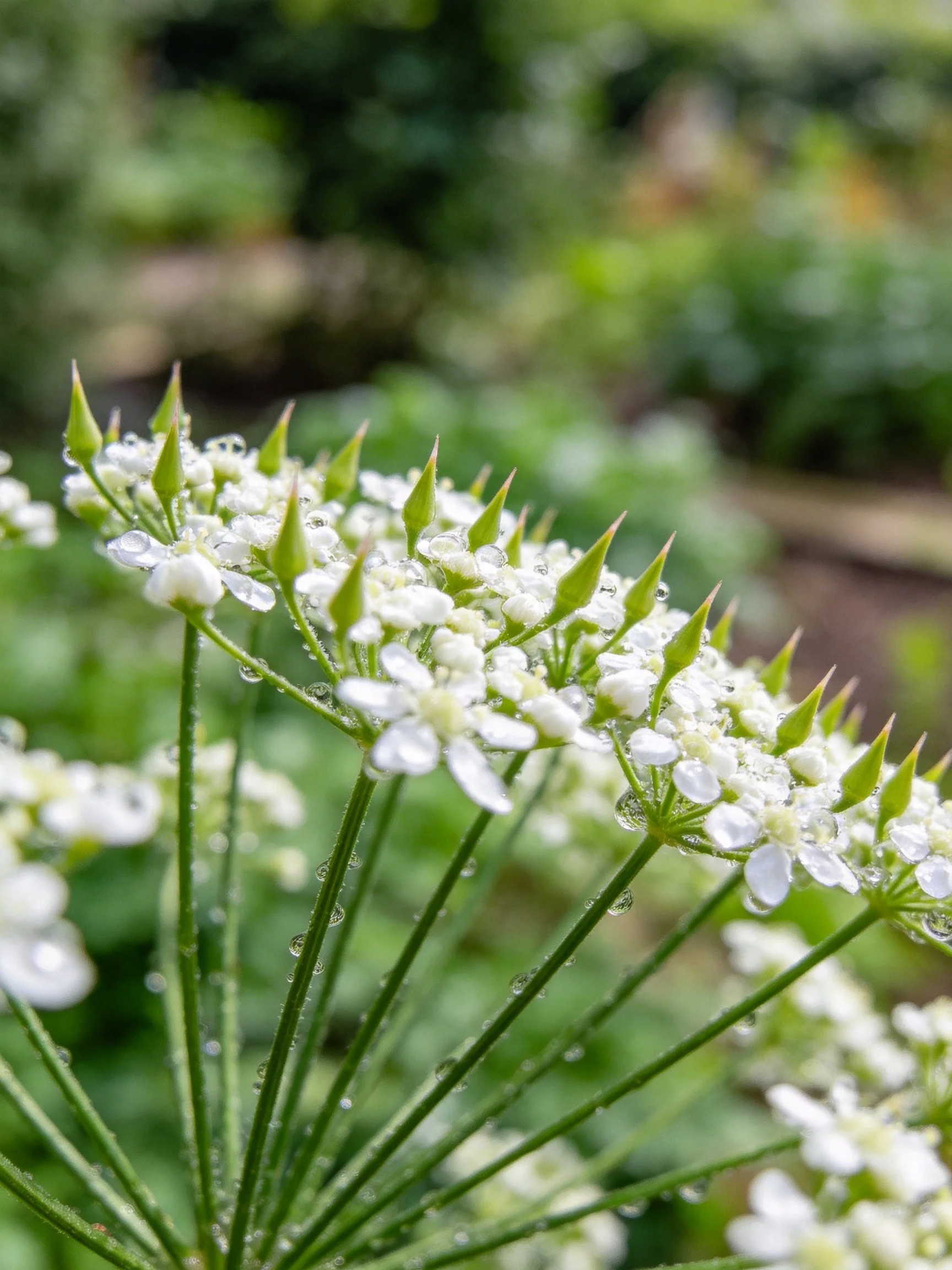 Delicate white flowers with dewdrops on slender green stems