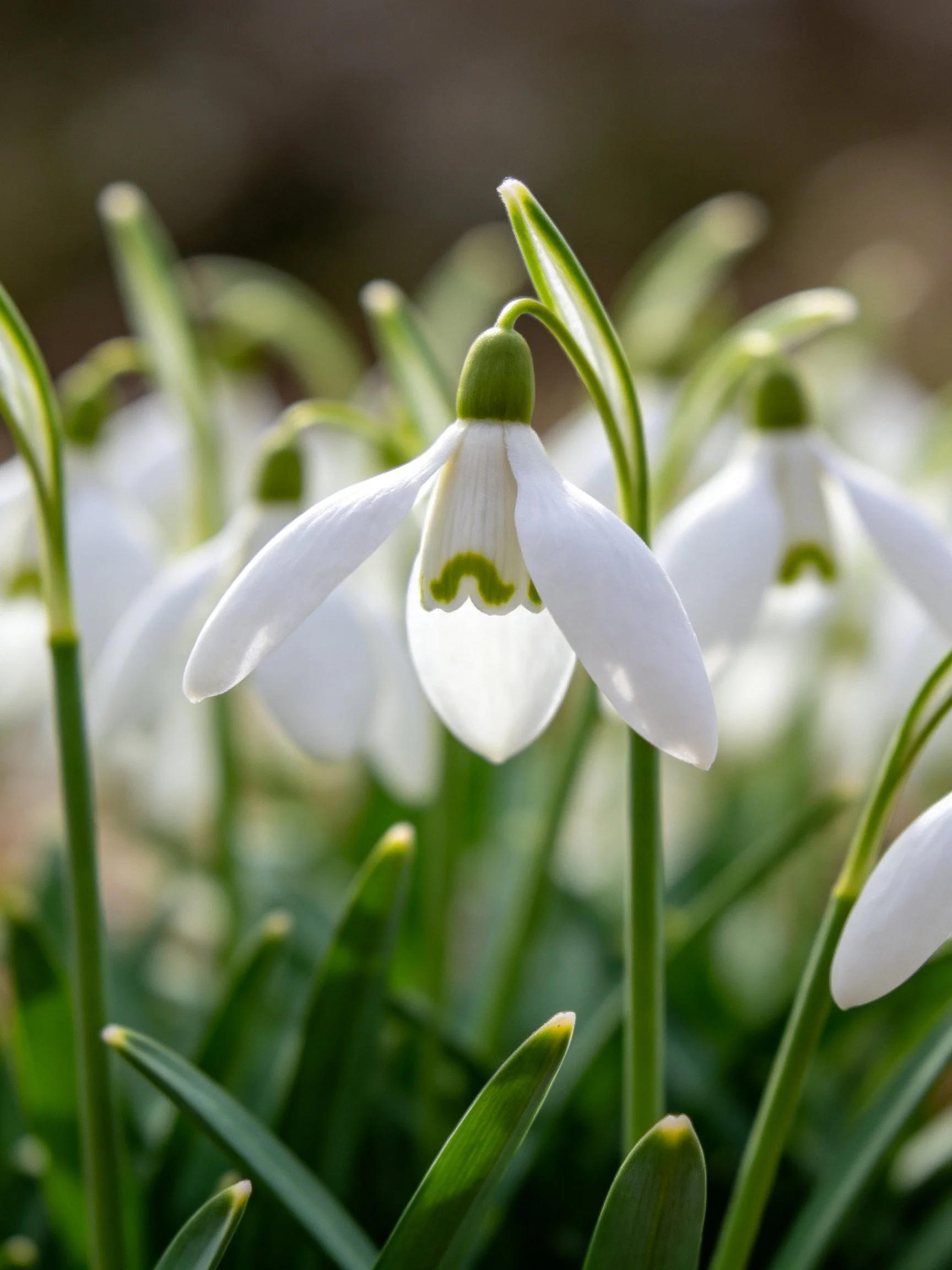 Delicate white snowdrop flowers with green centers among lush foliage