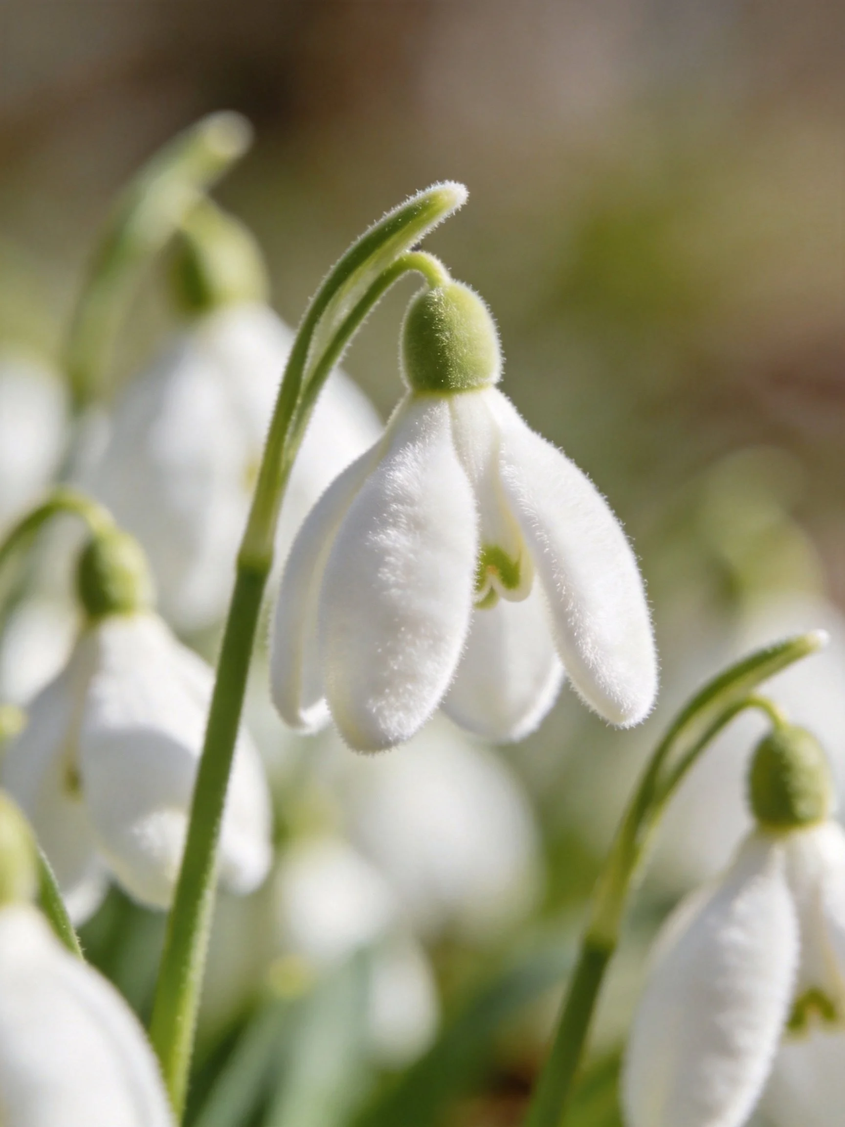 Delicate white snowdrop flowers with green stems in soft focus