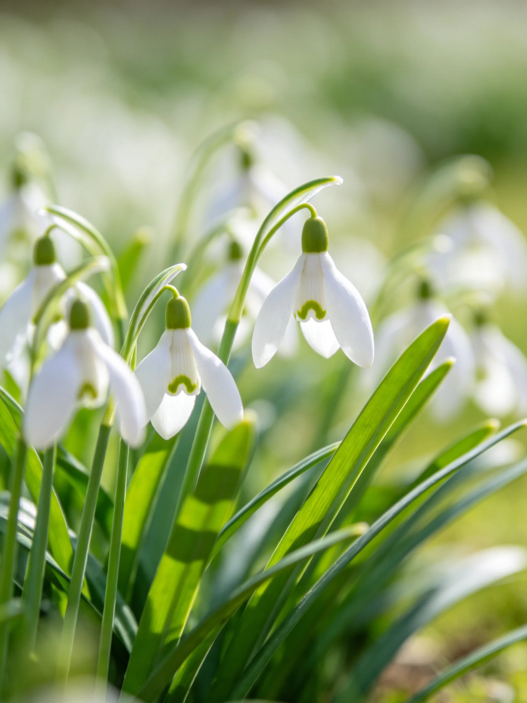 Delicate white snowdrops with green markings amid slender green stems