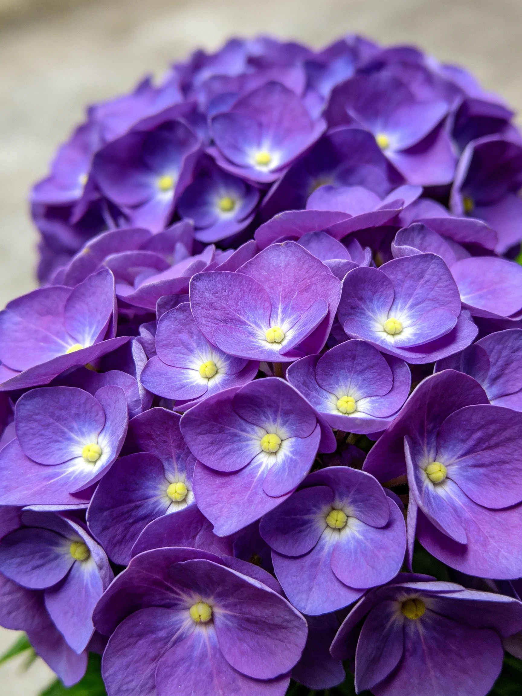Dense Cluster of Vibrant Purple Hydrangea Blooms