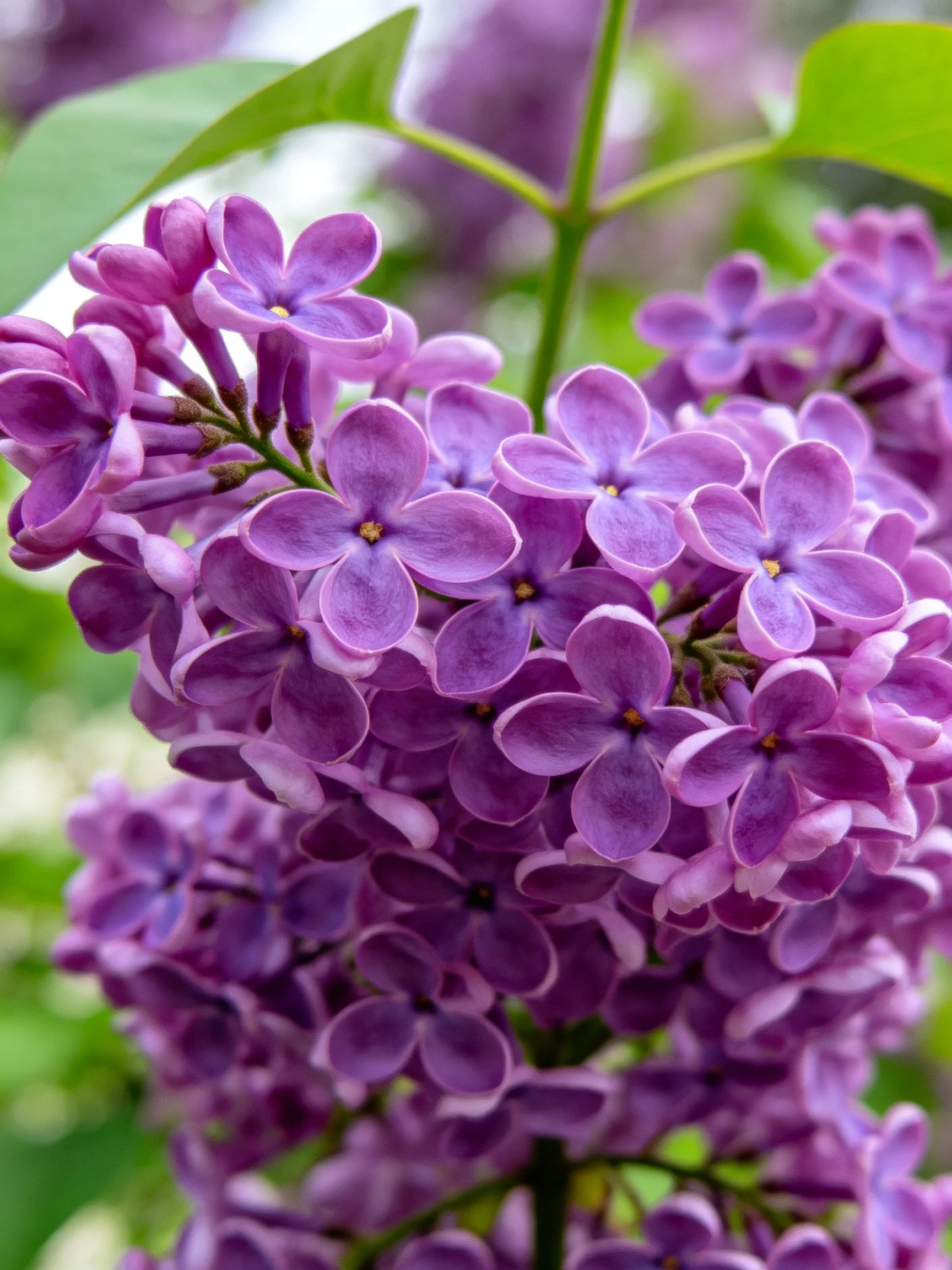 Dense Clusters of Vibrant Purple Lilacs with Green Foliage