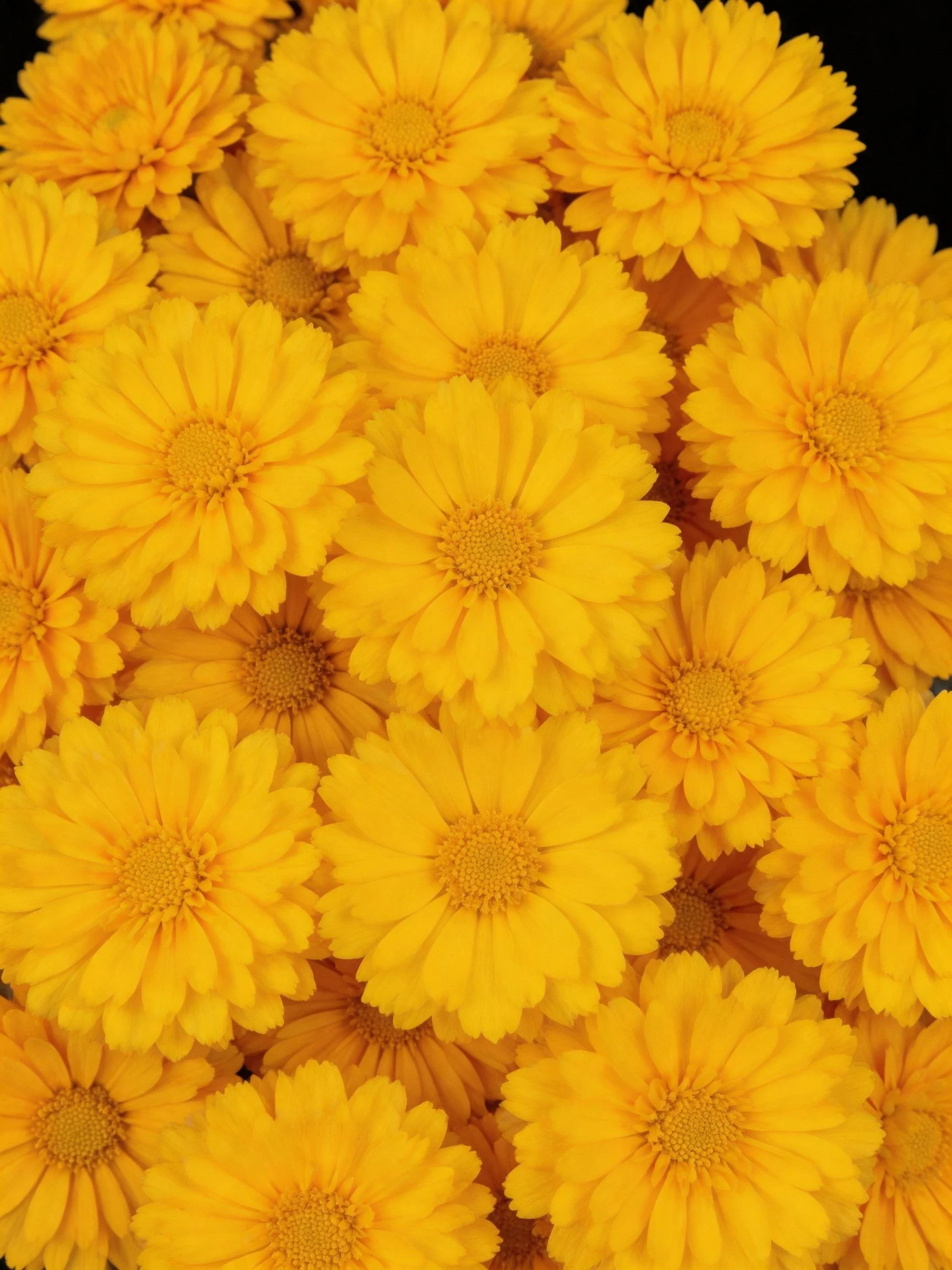 Dense arrangement of bright yellow chrysanthemum flowers