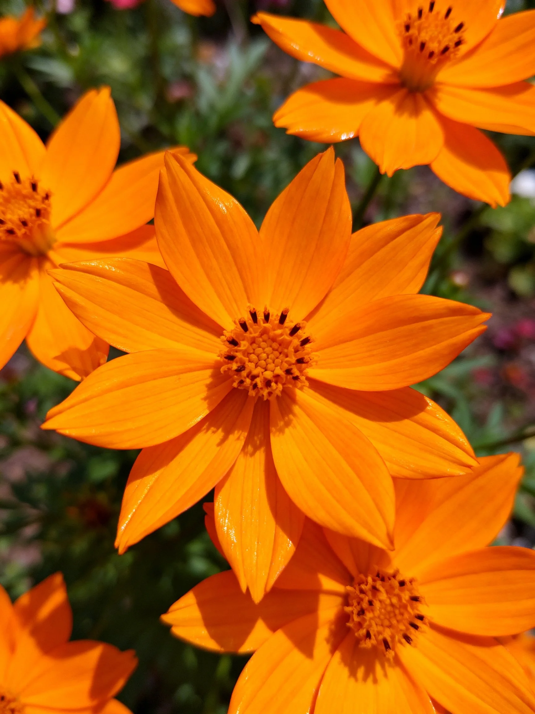 Dense cluster of bright orange flowers in a sunlit garden