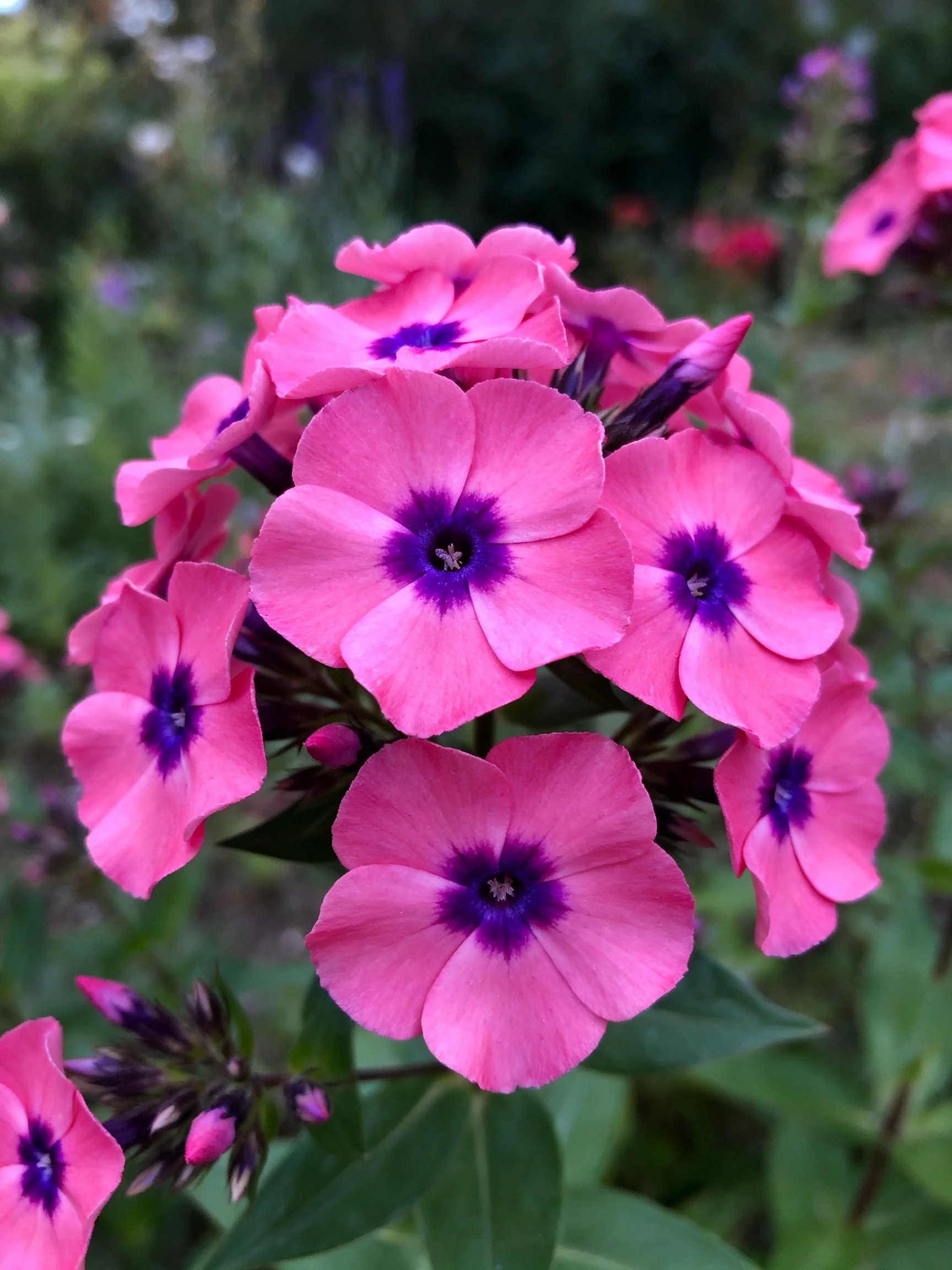 Dense cluster of bright pink phlox flowers with deep purple centers