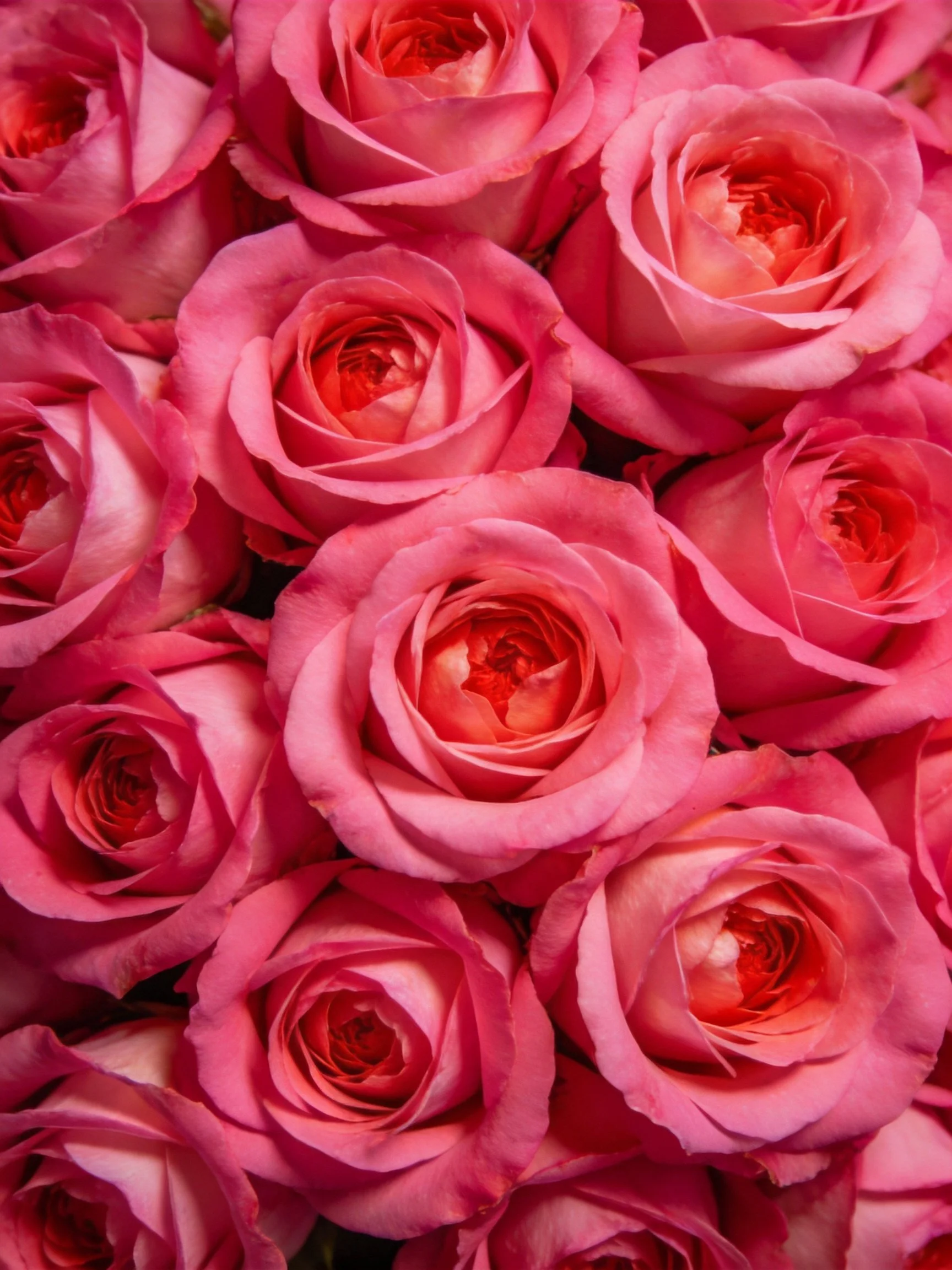 Dense cluster of bright pink roses with layered petals