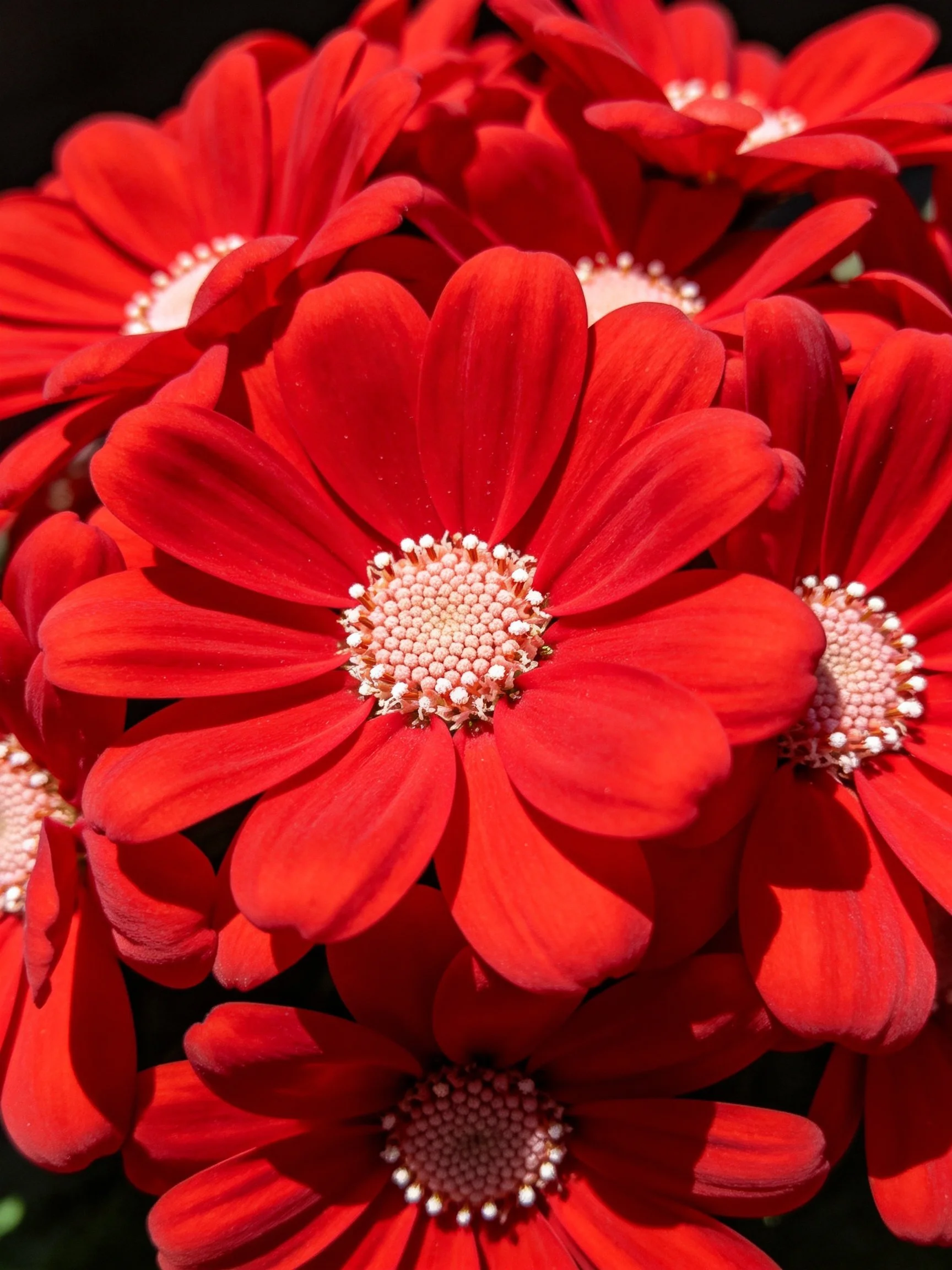 Dense cluster of bright red flowers with textured centers