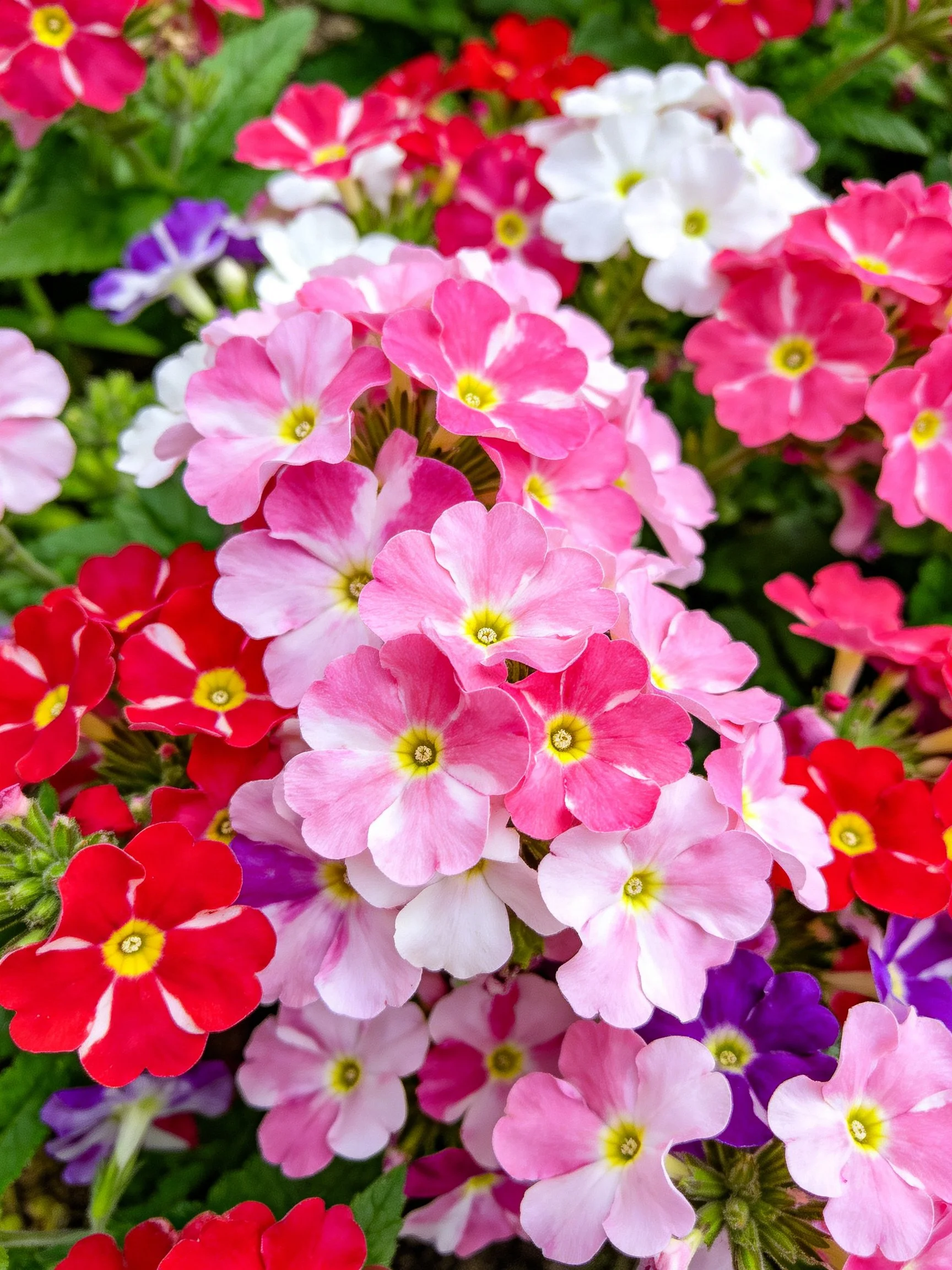 Dense cluster of colorful flowers in multiple hues with yellow centers