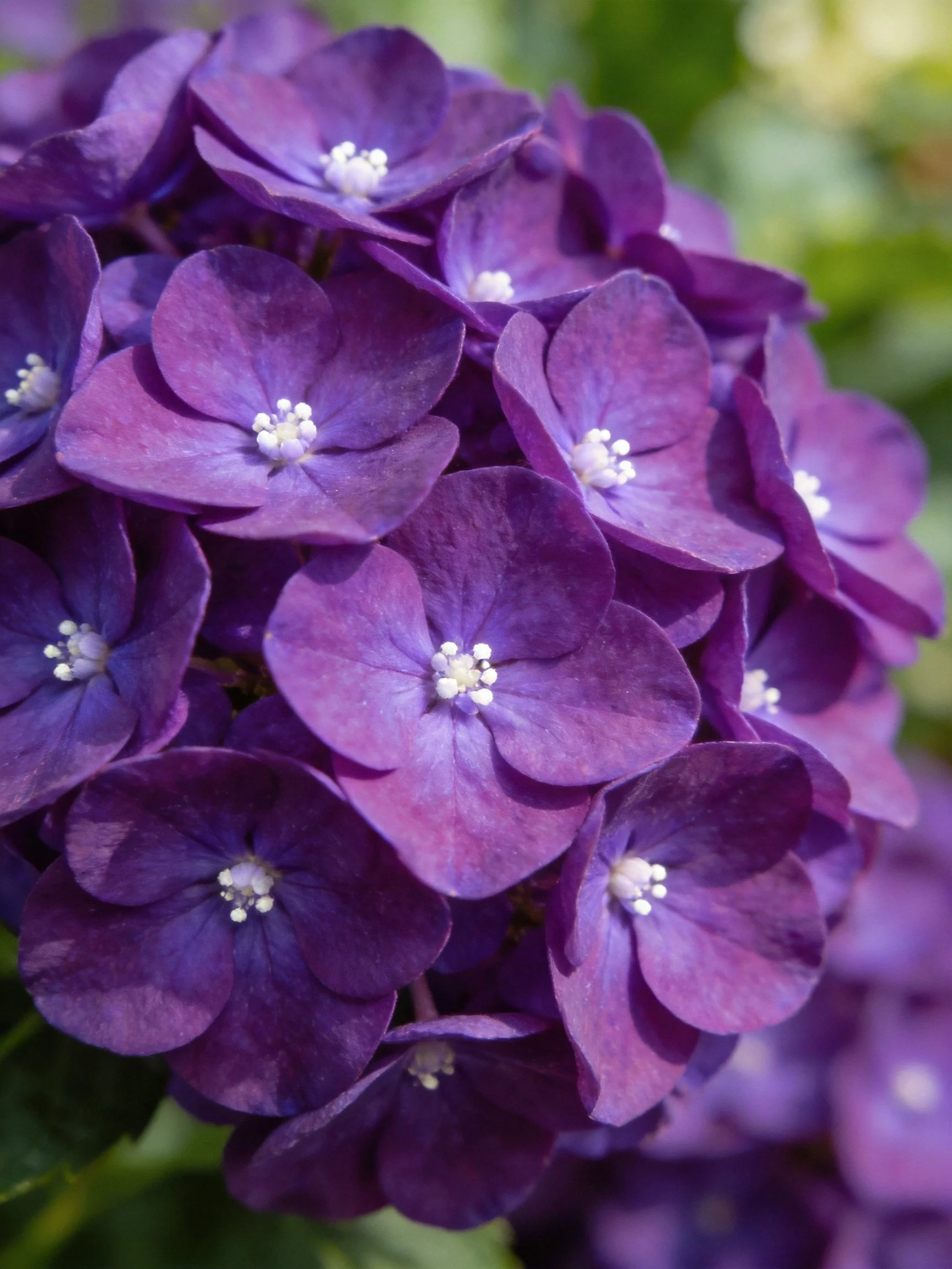 Dense cluster of deep purple hydrangeas with white centers