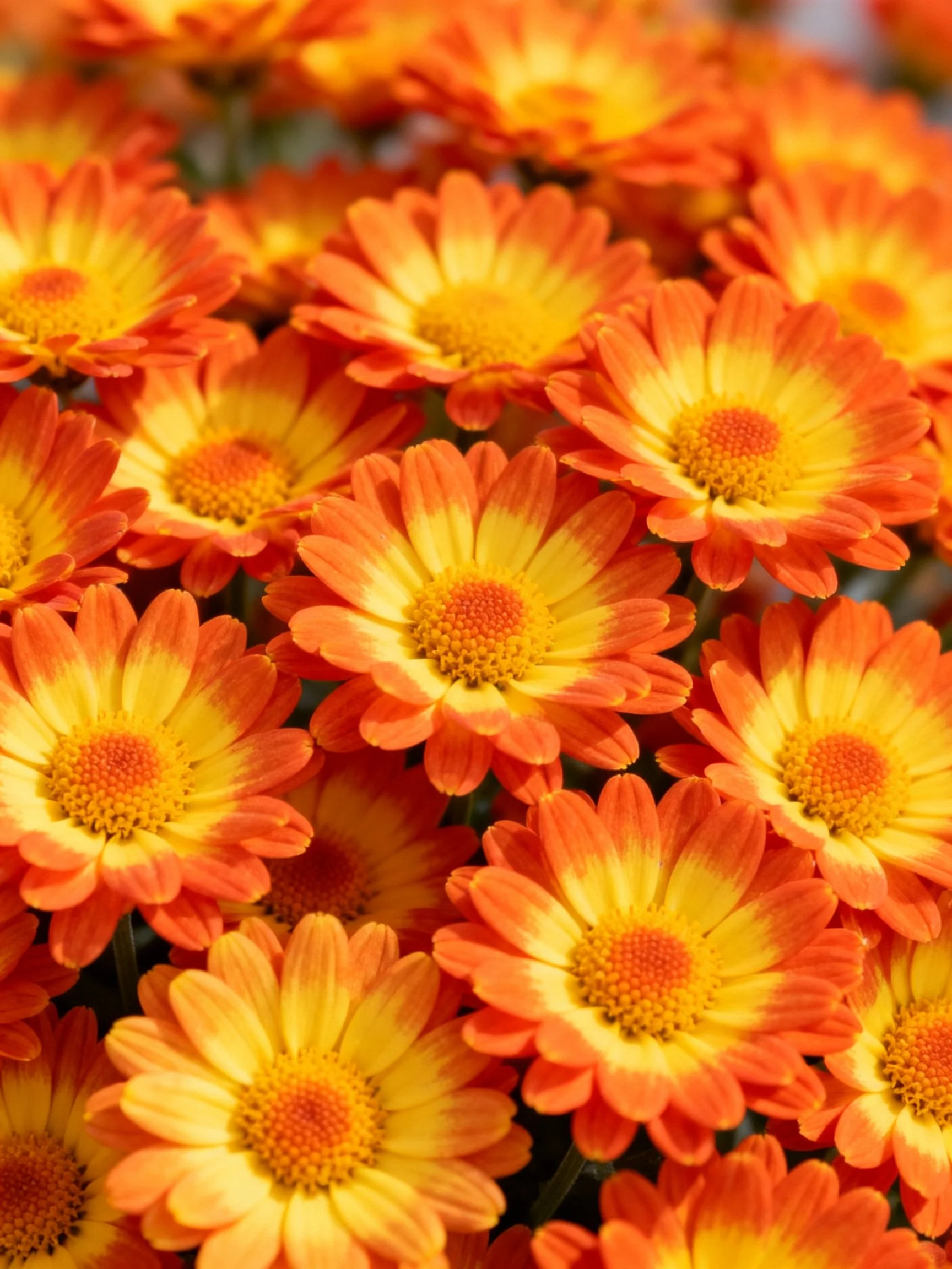 Dense cluster of orange and yellow chrysanthemums
