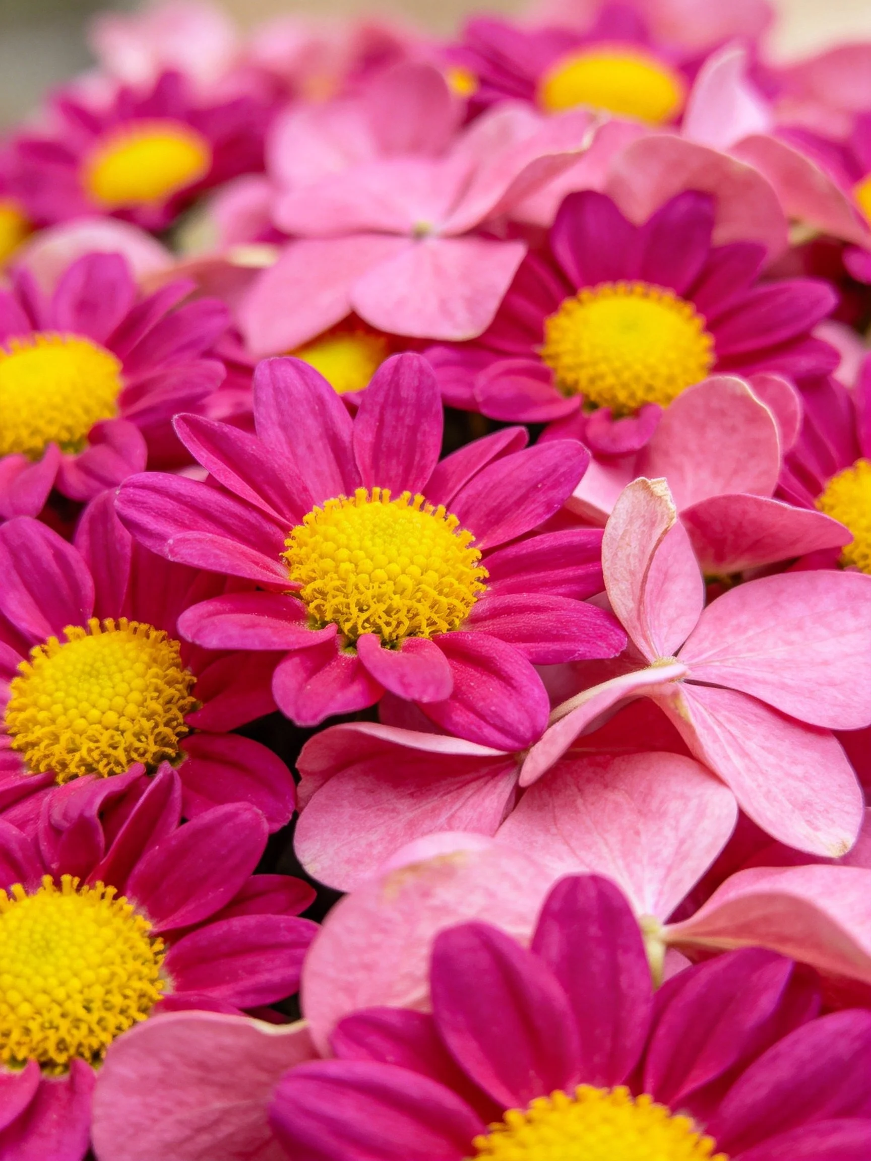 Dense cluster of pink, magenta, and yellow flowers with bright centers