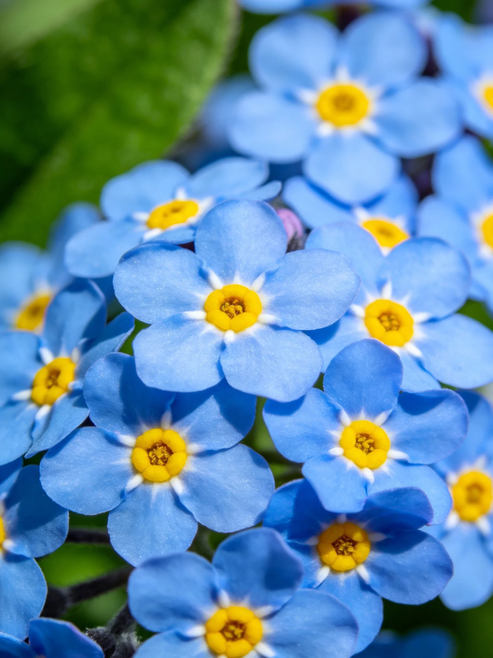 Dense cluster of small blue flowers with yellow centers