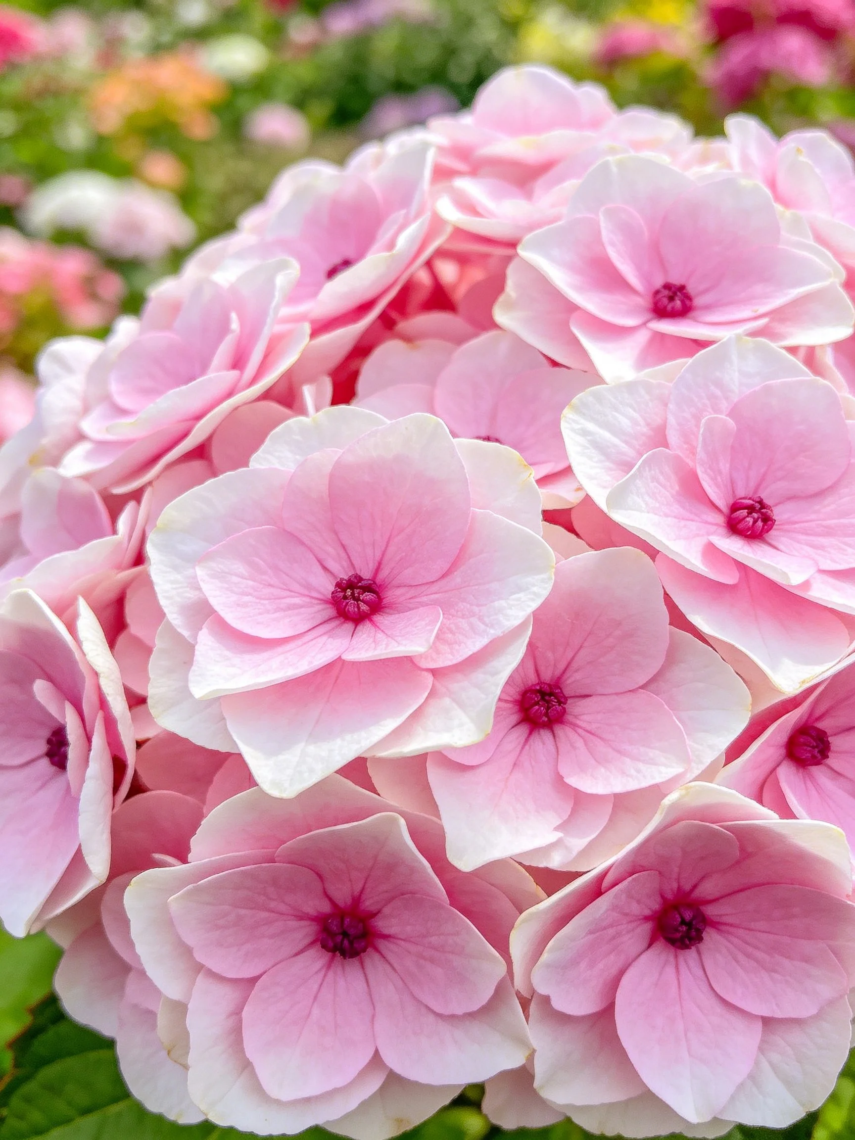 Dense cluster of soft pink hydrangeas