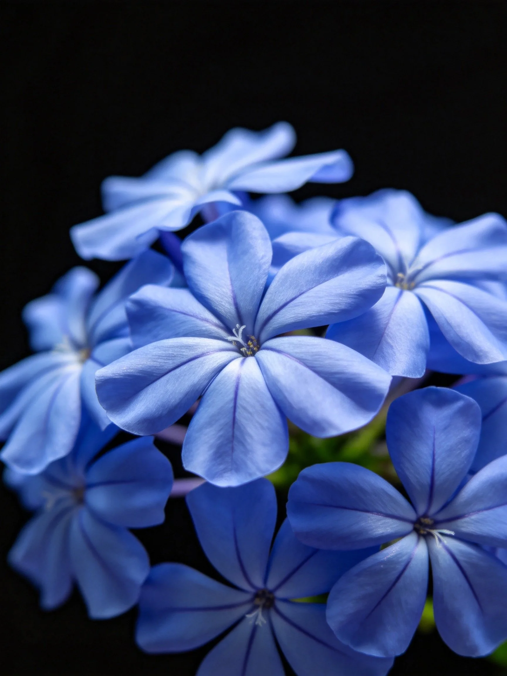 Dense cluster of vibrant blue flowers against a black background