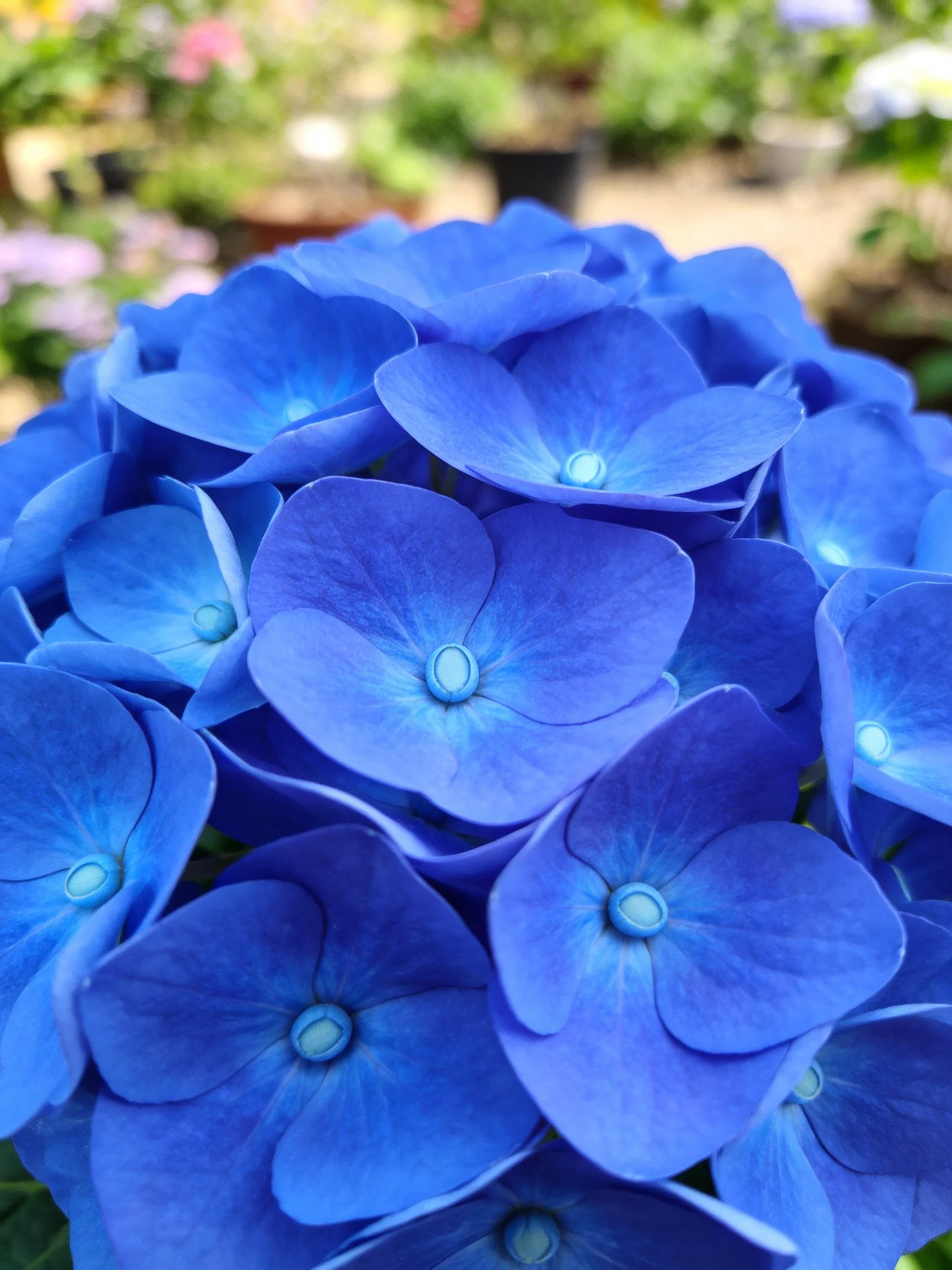 Dense cluster of vibrant blue hydrangeas in a garden