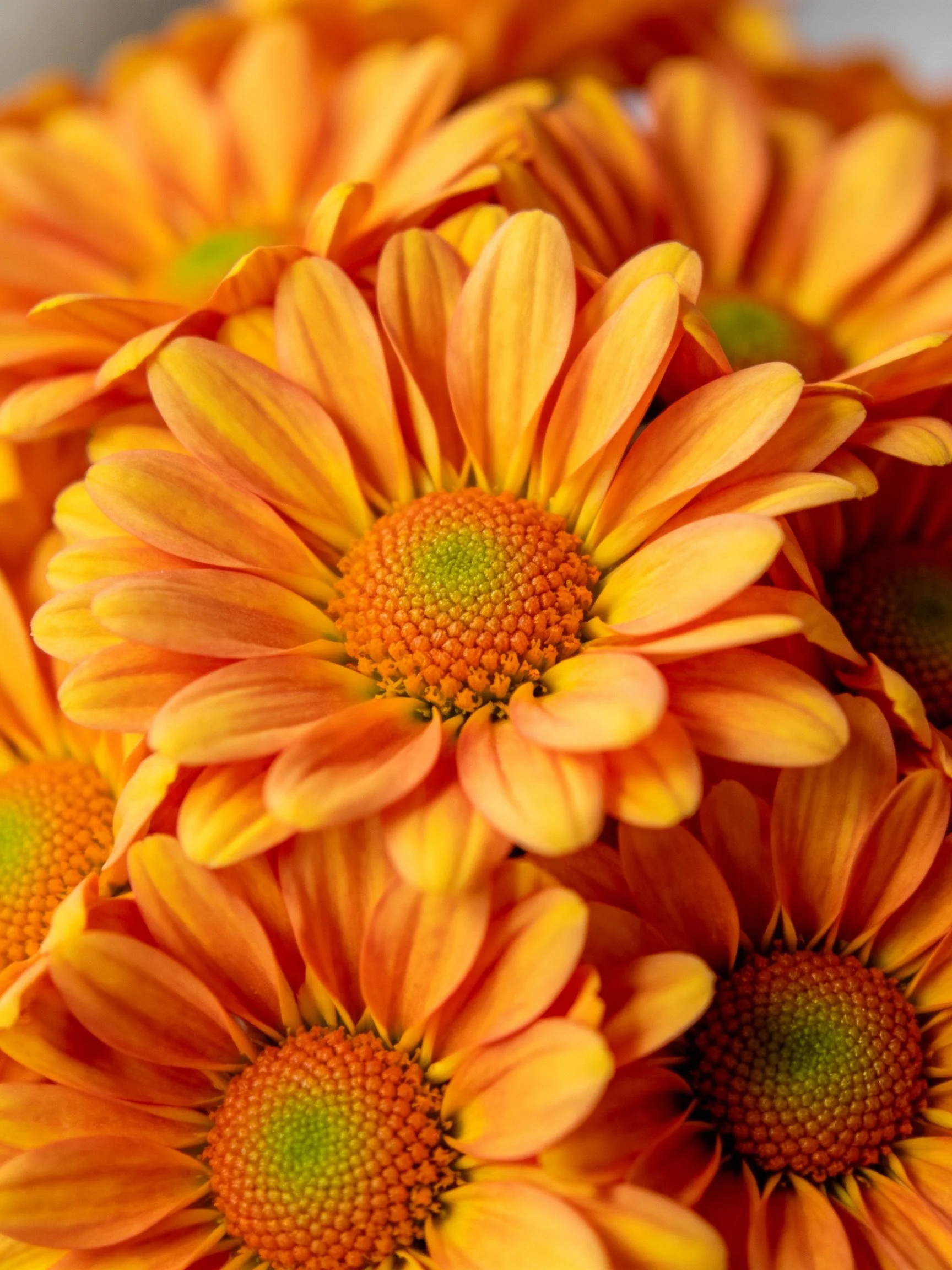 Dense cluster of vibrant orange-yellow chrysanthemums