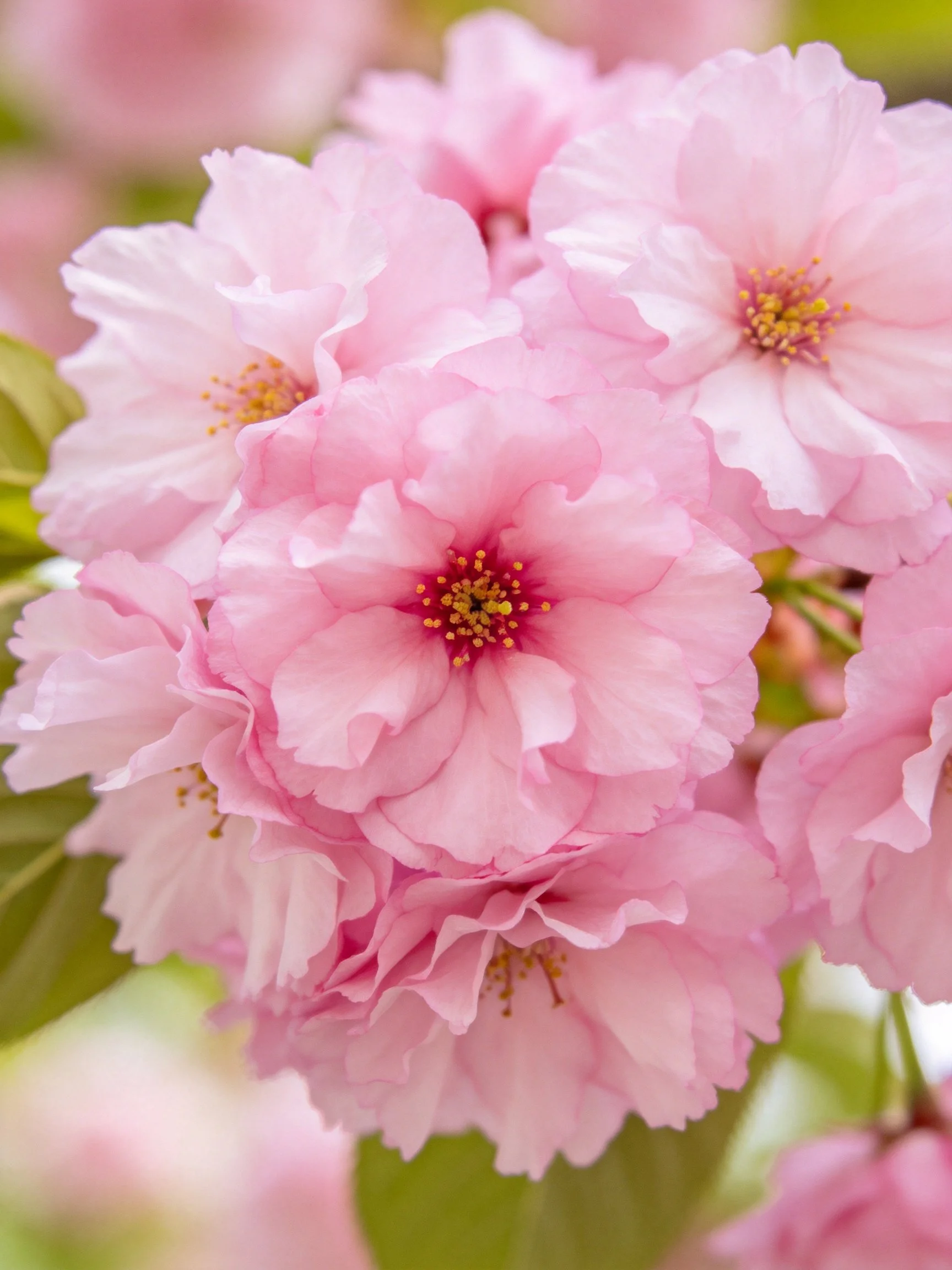 Dense cluster of vibrant pink cherry blossoms