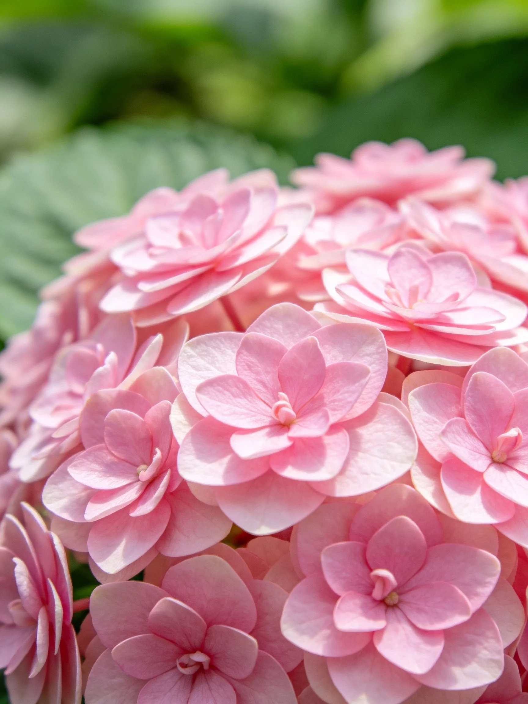 Dense cluster of vibrant pink hydrangea blossoms with soft green foliage