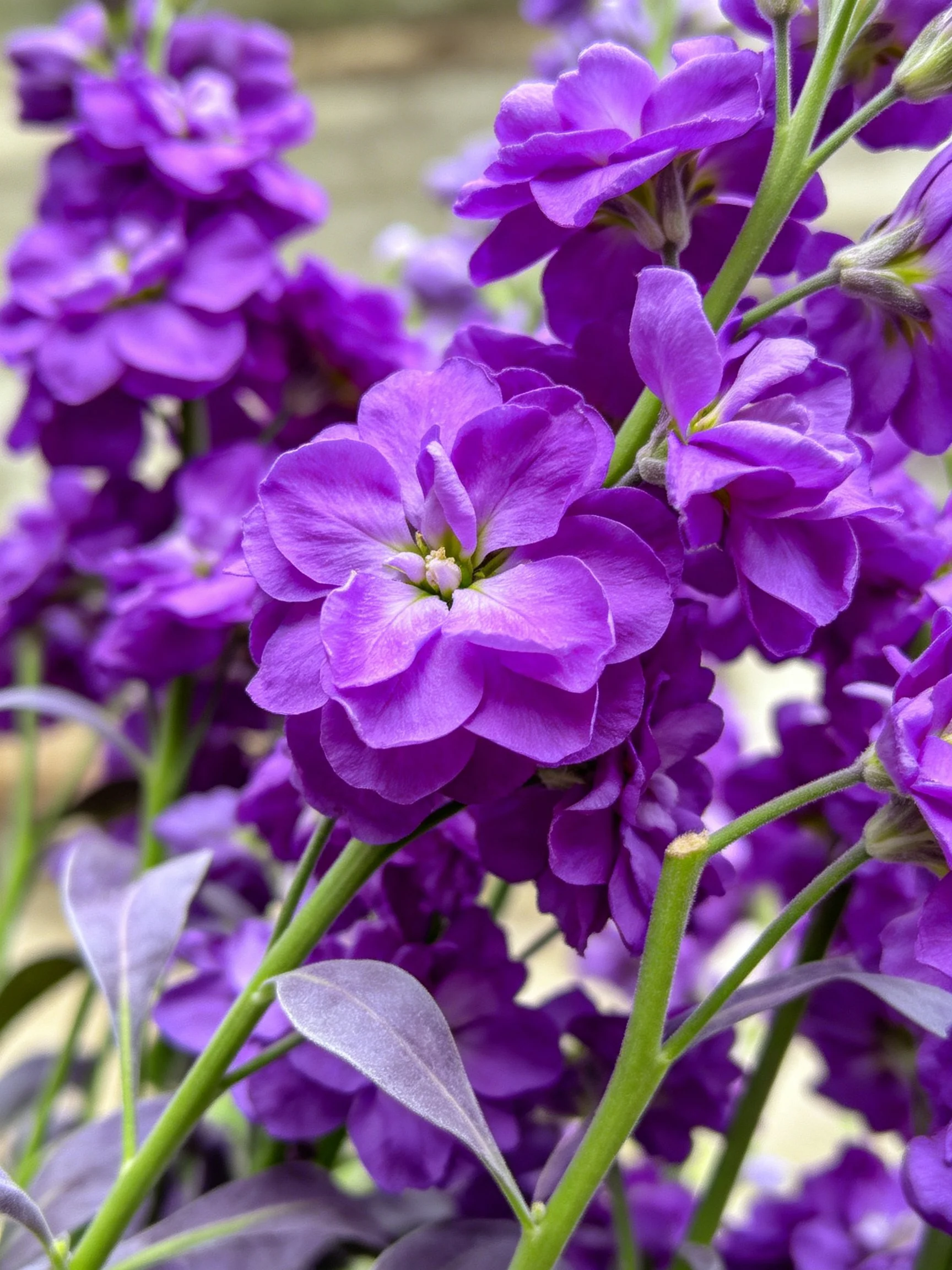Dense cluster of vibrant purple flowers with green stems