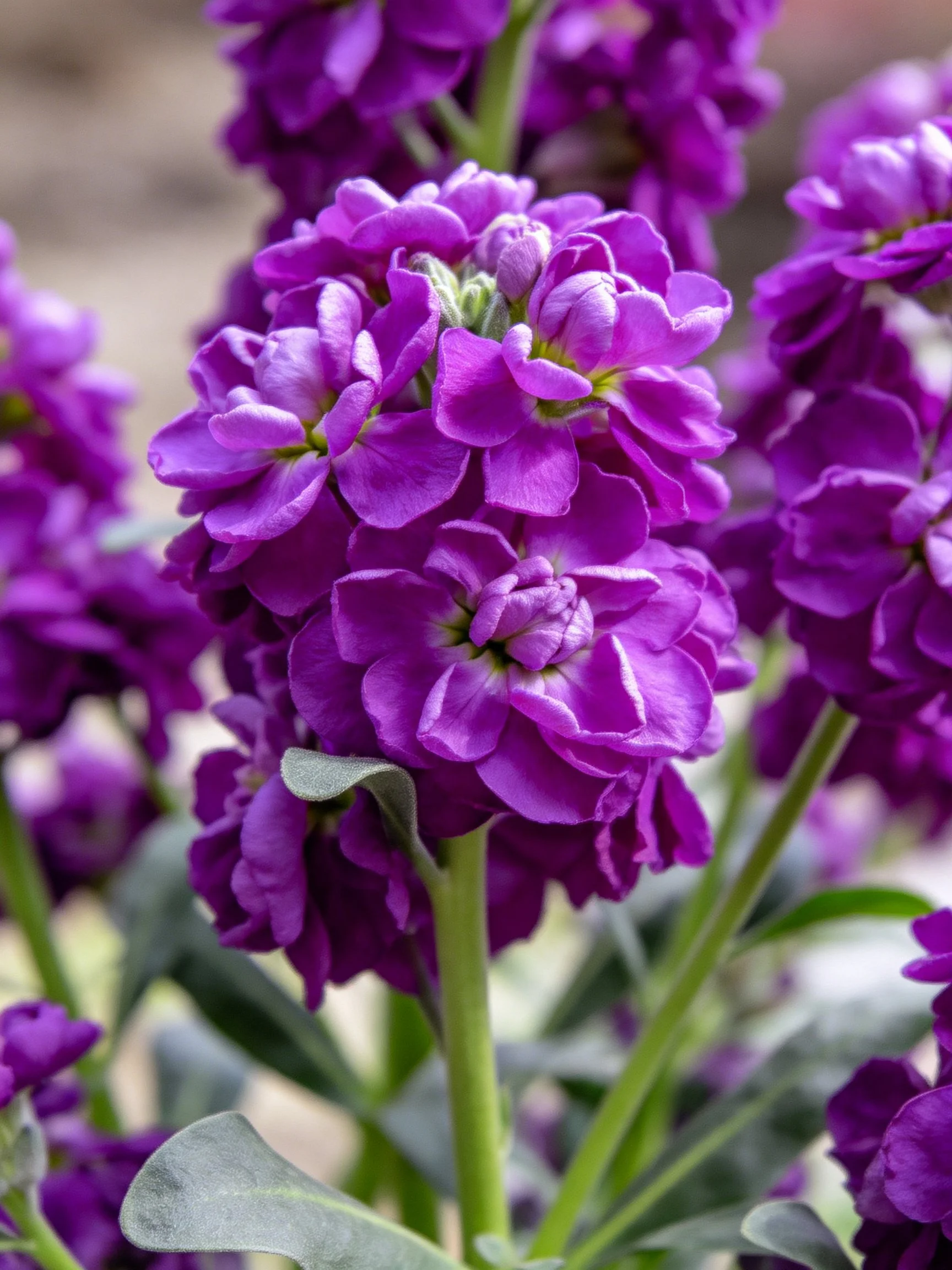 Dense cluster of vibrant purple flowers with green stems
