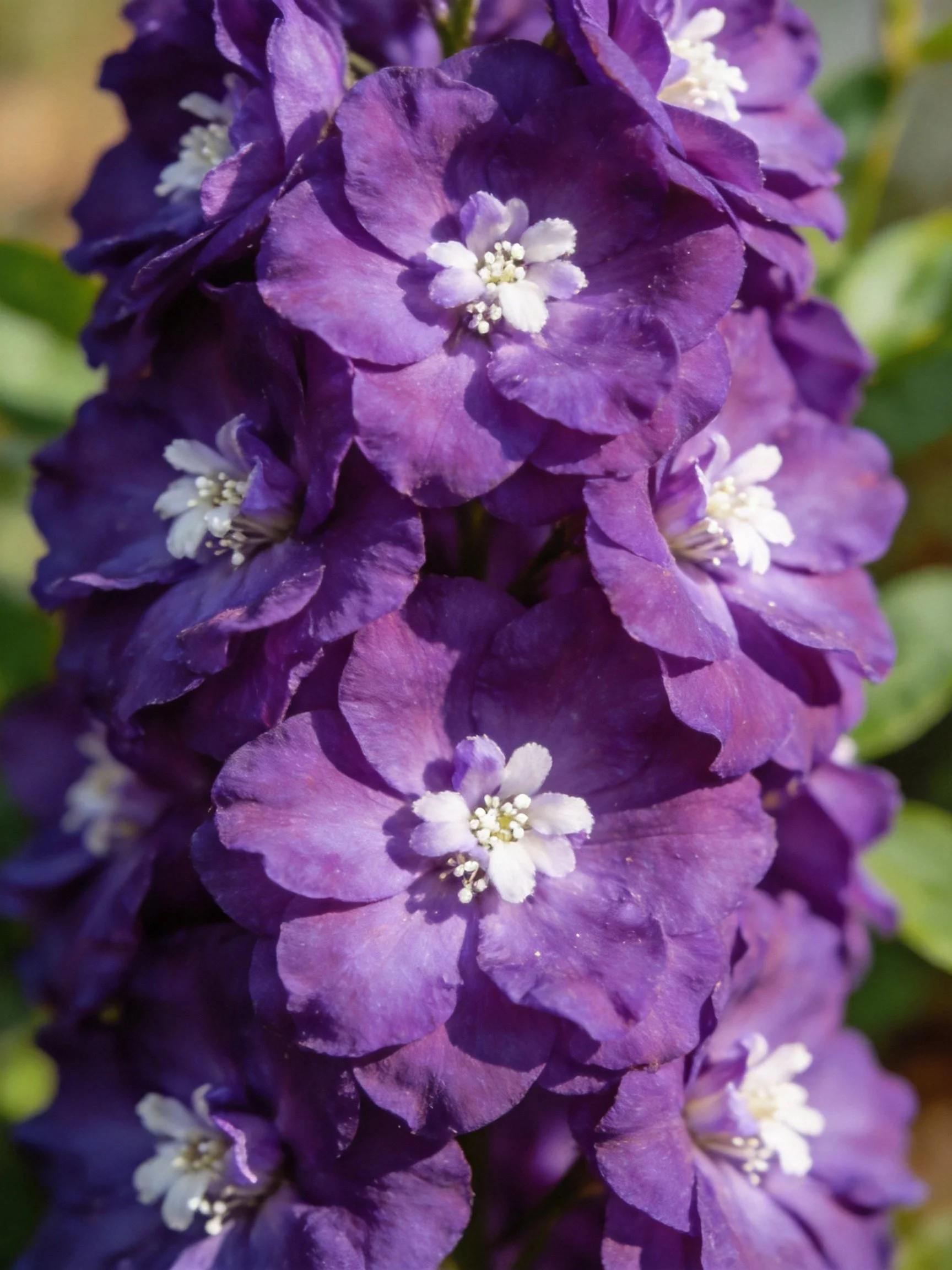 Dense cluster of vibrant purple flowers with white floral centers