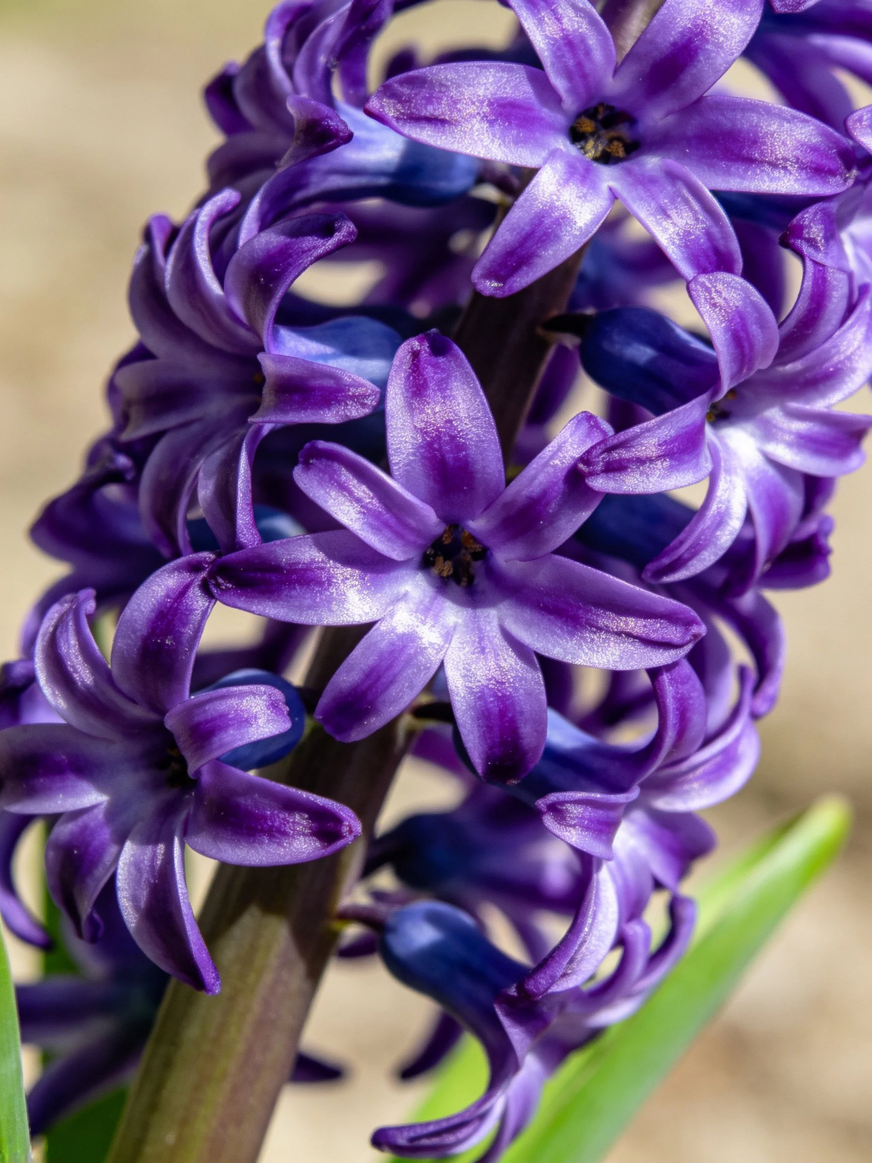 Dense cluster of vibrant purple hyacinth flowers with star-shaped petals