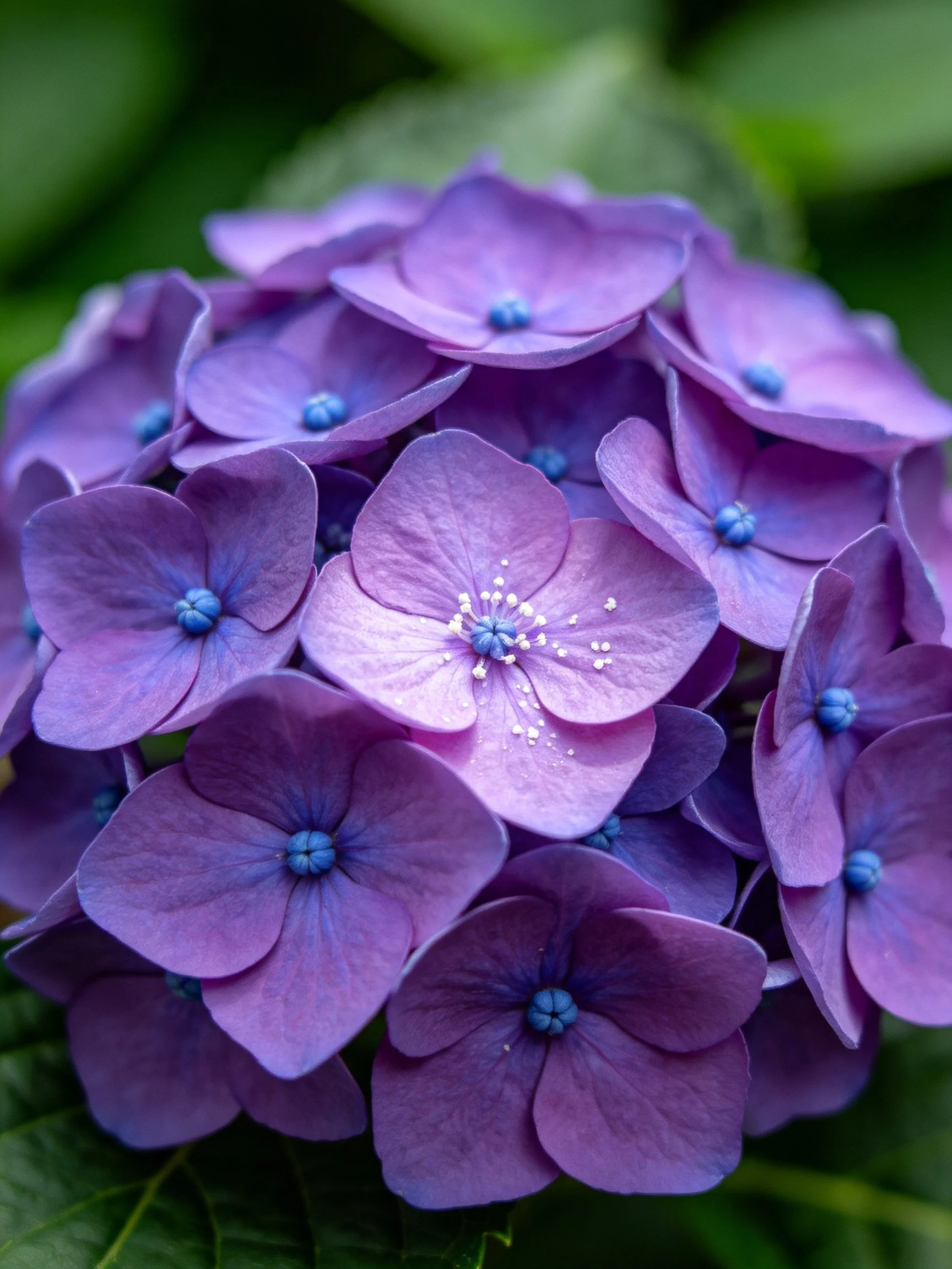 Dense cluster of vibrant purple hydrangea blossoms