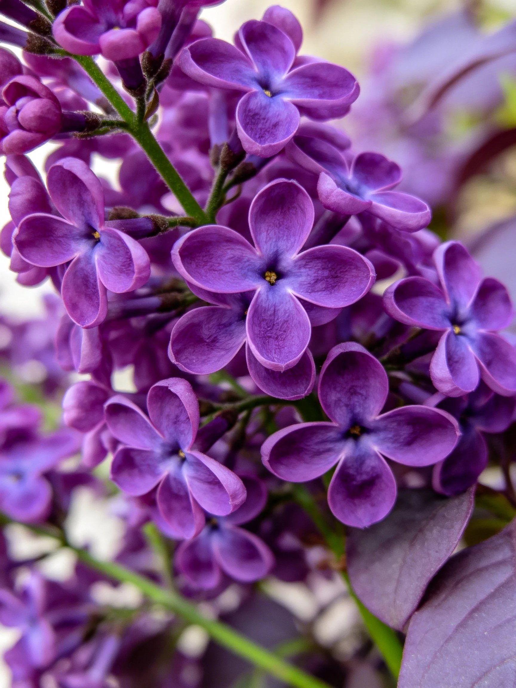 Dense cluster of vibrant purple lilac flowers