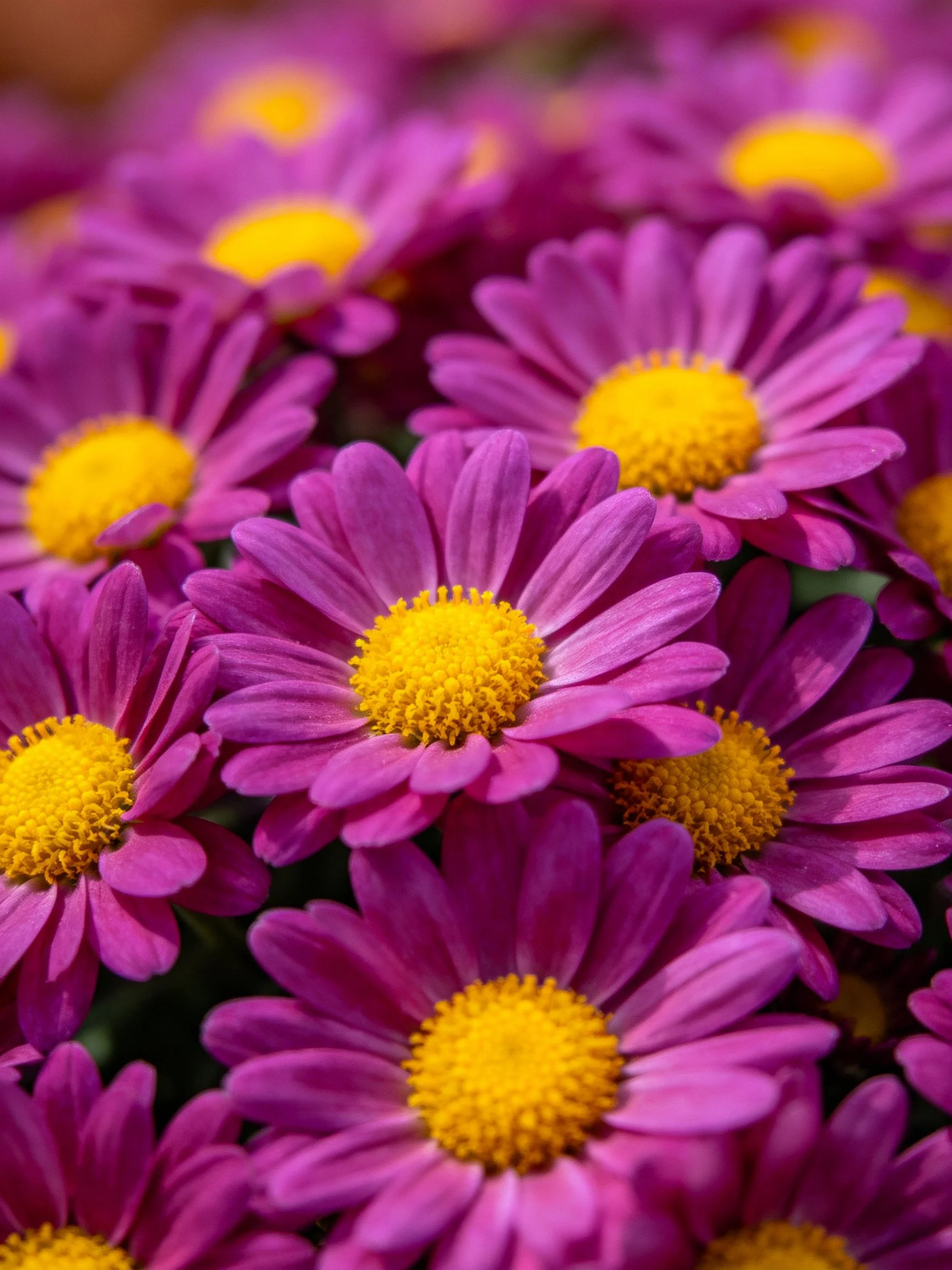 Dense cluster of vibrant purple-pink chrysanthemums with bright yellow centers