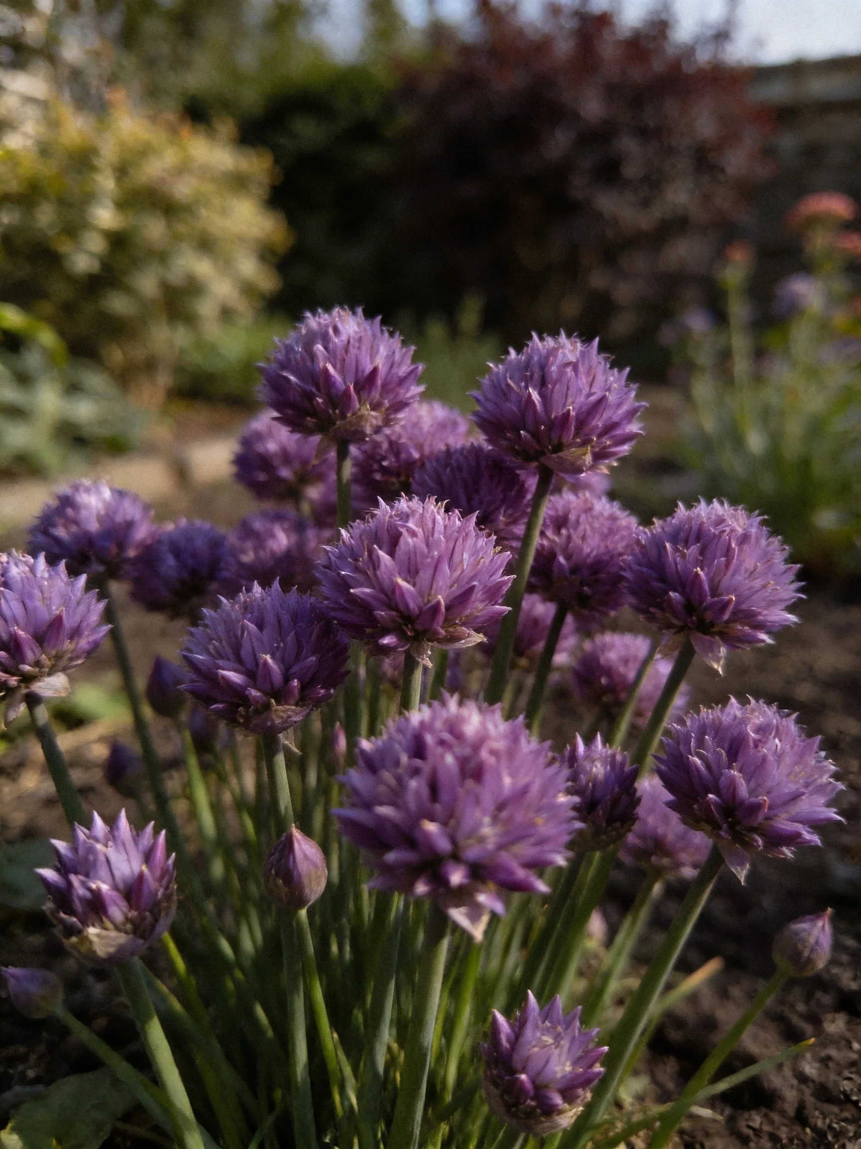 Dense cluster of vibrant purple spherical flowers in a garden