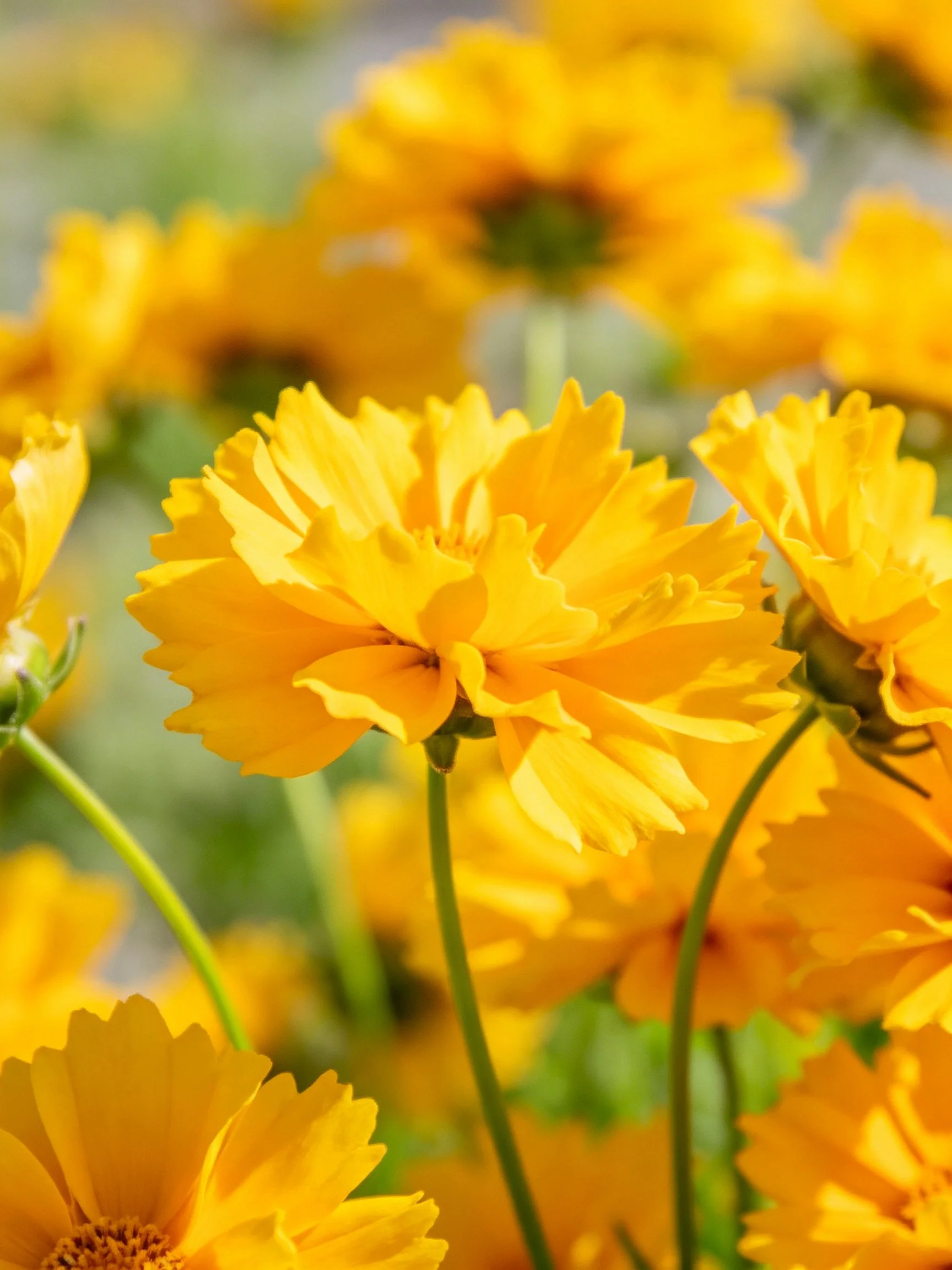 Dense cluster of vibrant yellow flowers with slender green stems