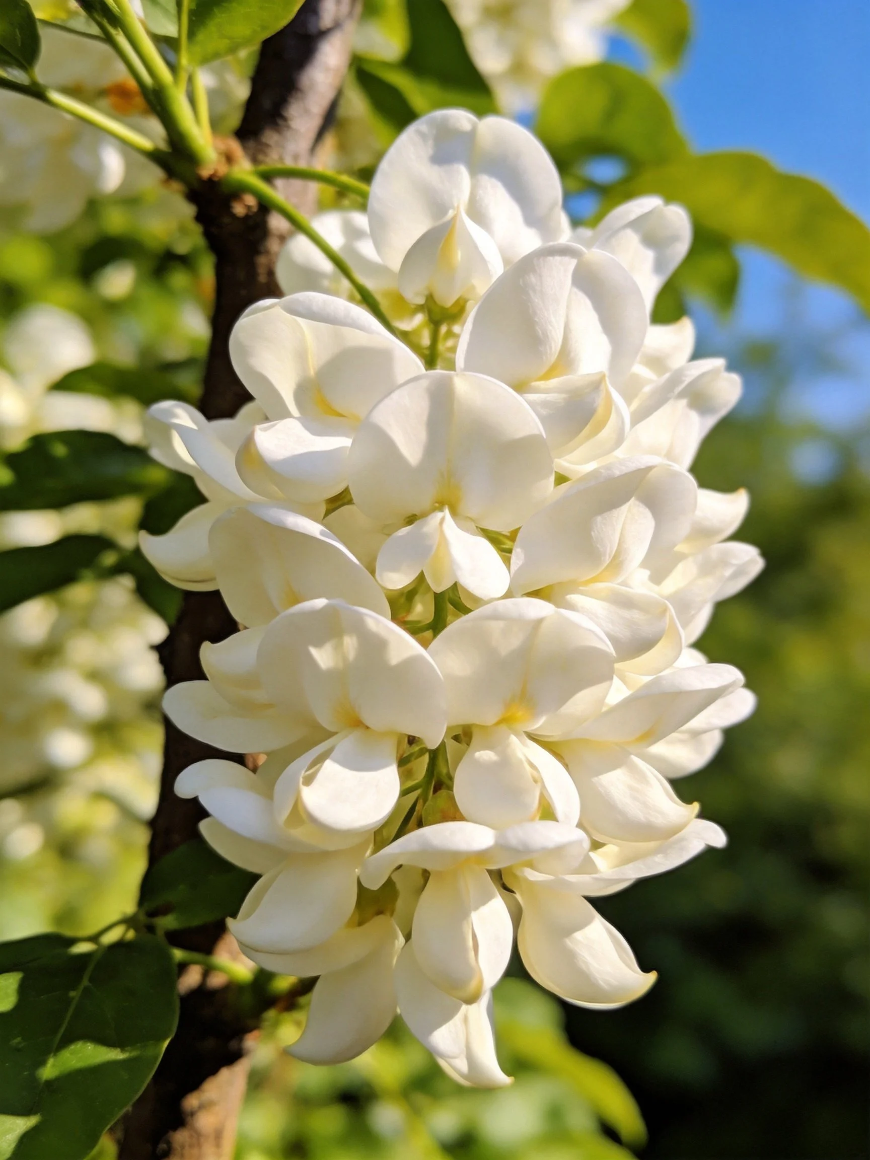 Dense cluster of white flowers with green foliage and blue sky