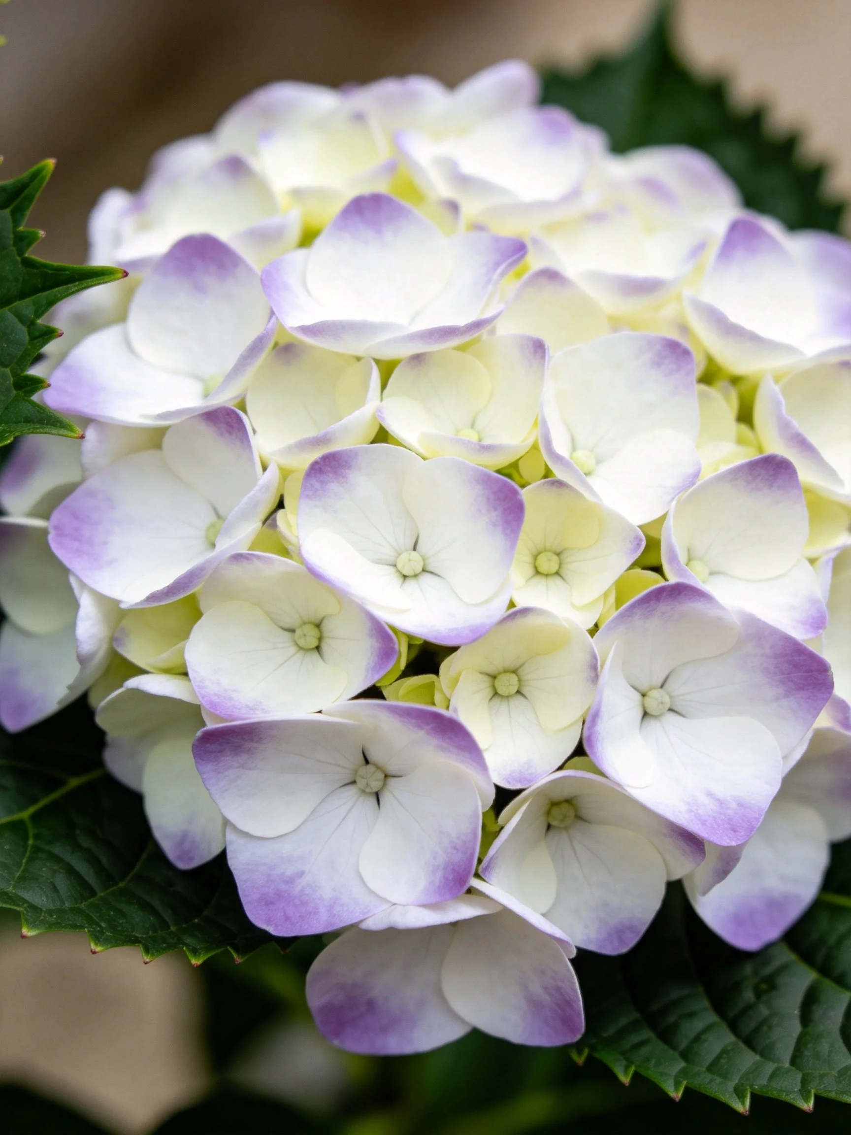 Dense cluster of white hydrangeas with purple-tipped petals