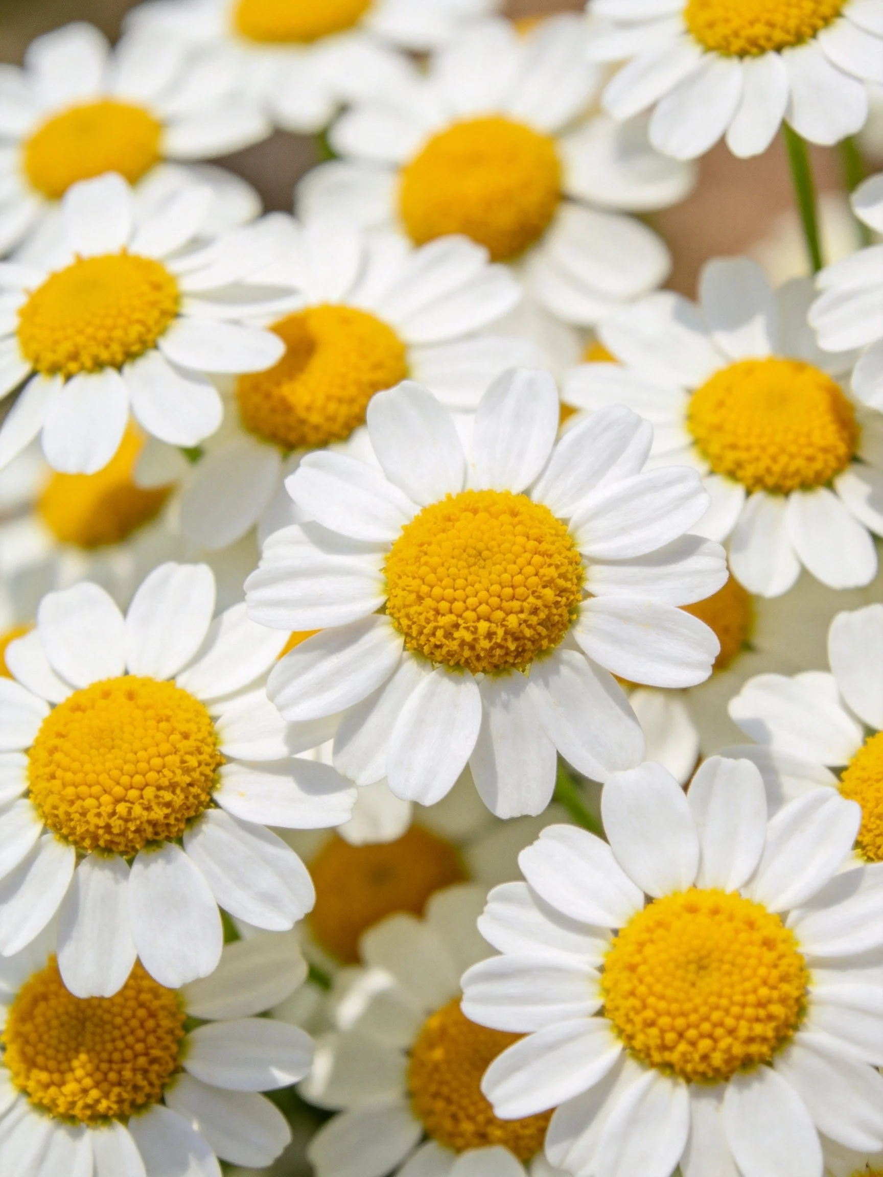Dense cluster of white-petaled yellow-centered daisy flowers