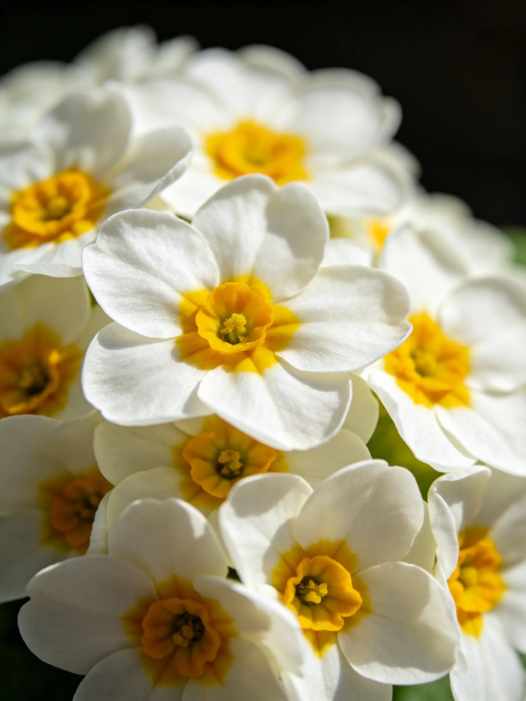Dense cluster of white primroses with bright yellow centers