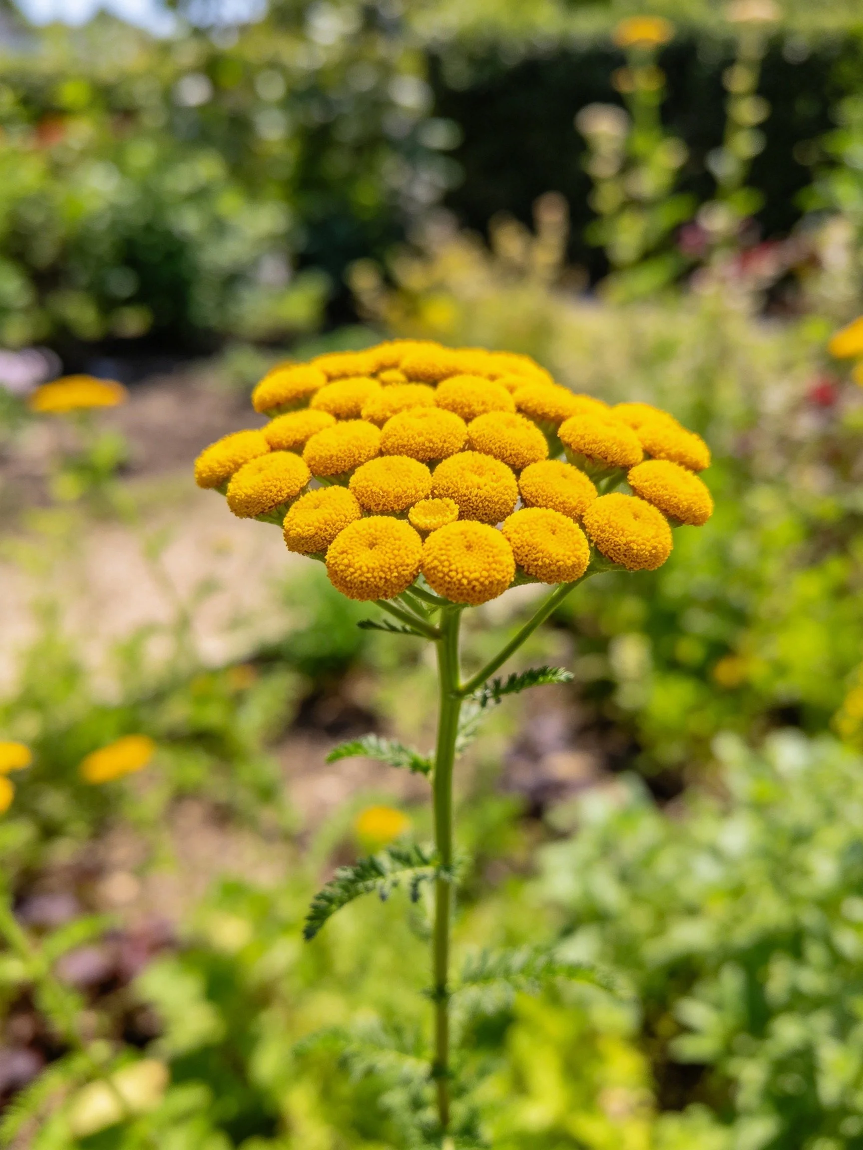 Dense golden-yellow flower cluster amid greenery